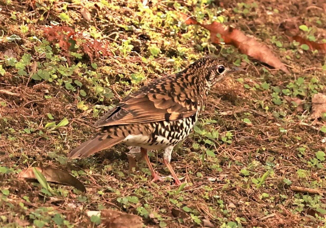 Scaly Thrush (Zoothera dauma) Doi Ang Kang Chiang Mai (55).jpg