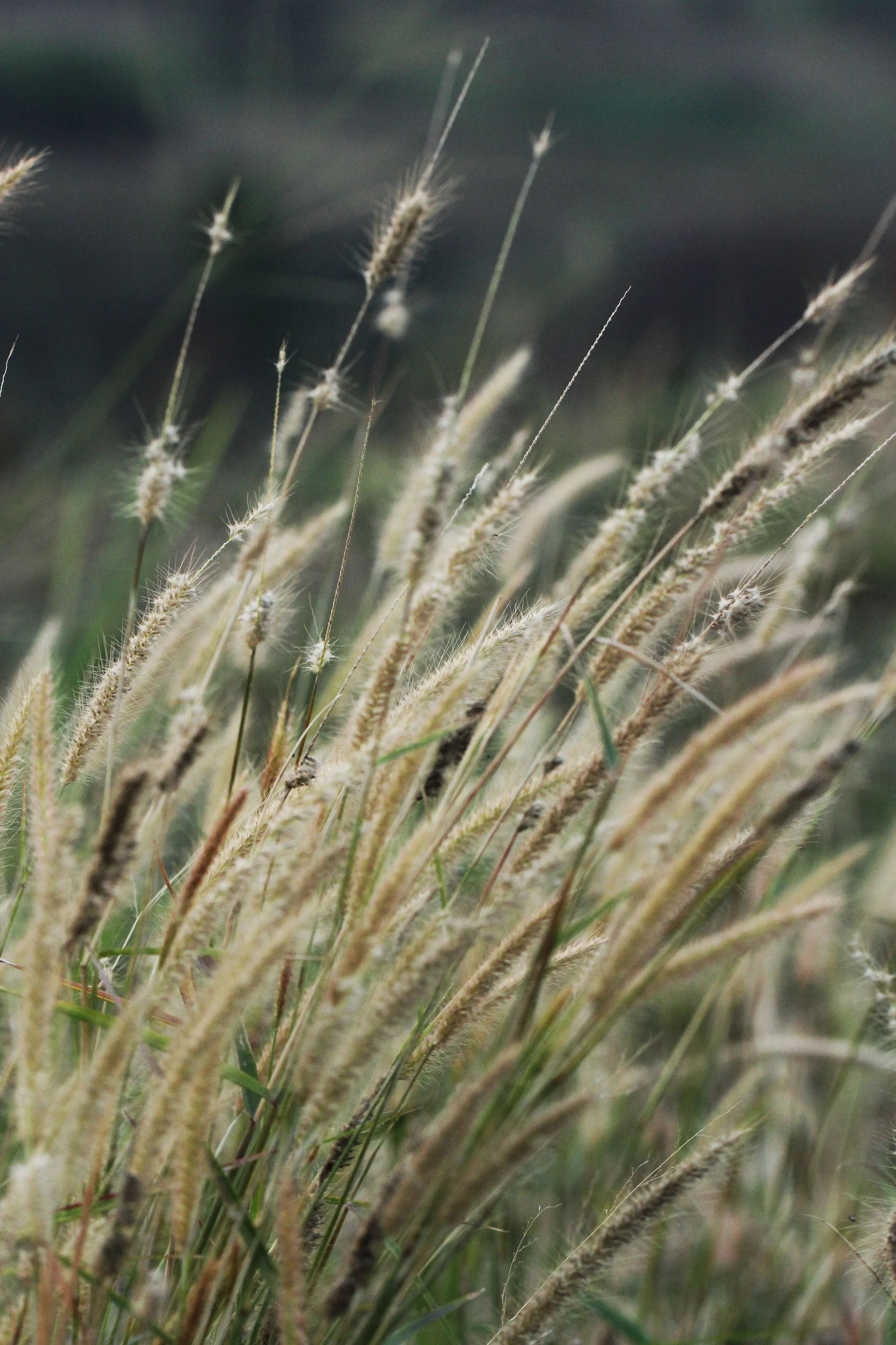 2015 Khao Pang Ma Nonhunting Area (106).JPG