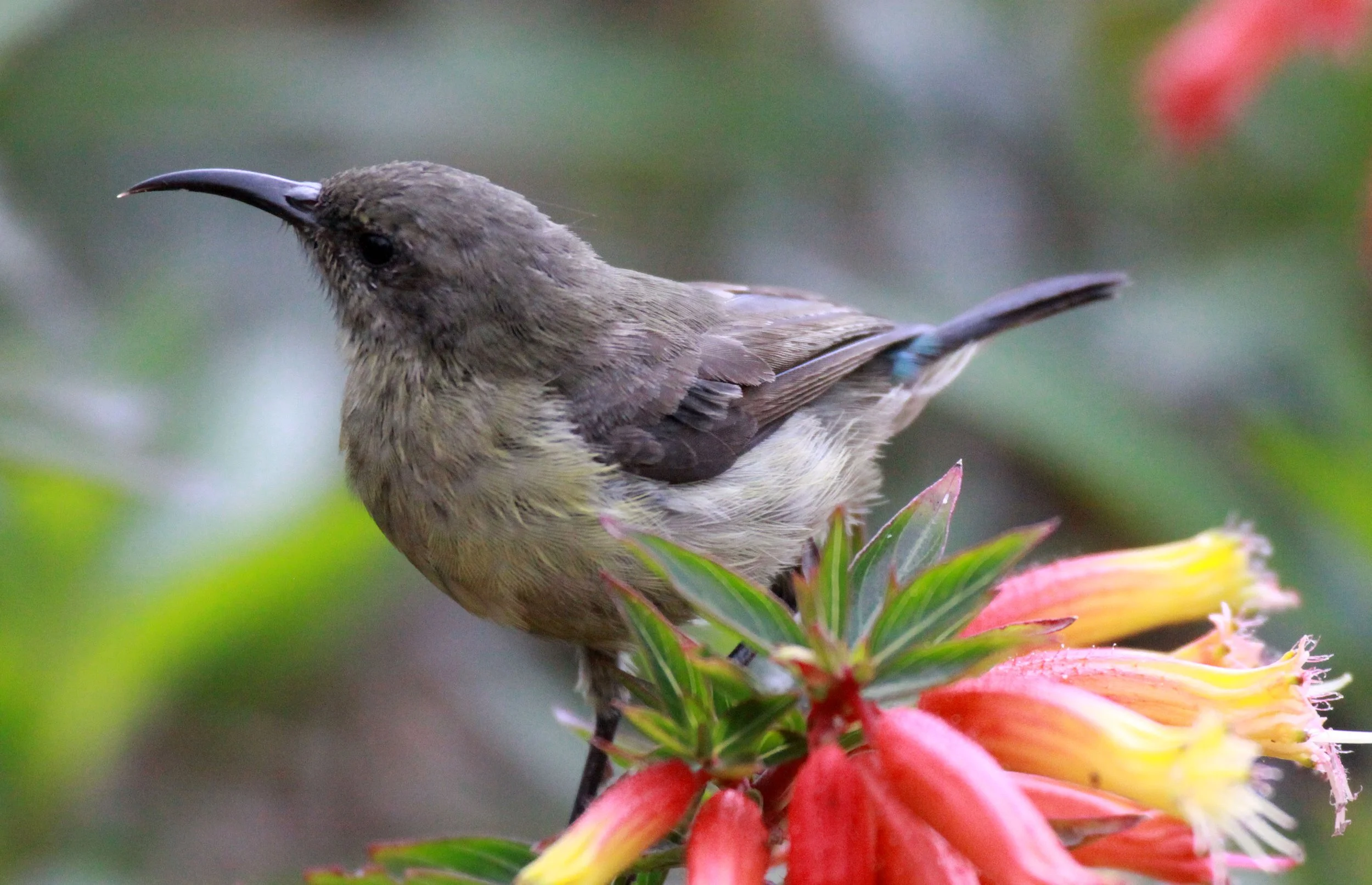 BIRD - SUNBIRD - RWENZORI DOUBLE-COLLARED SUNBIRD - NYUNGWE NATIONAL PARK RWANDA (9).JPG