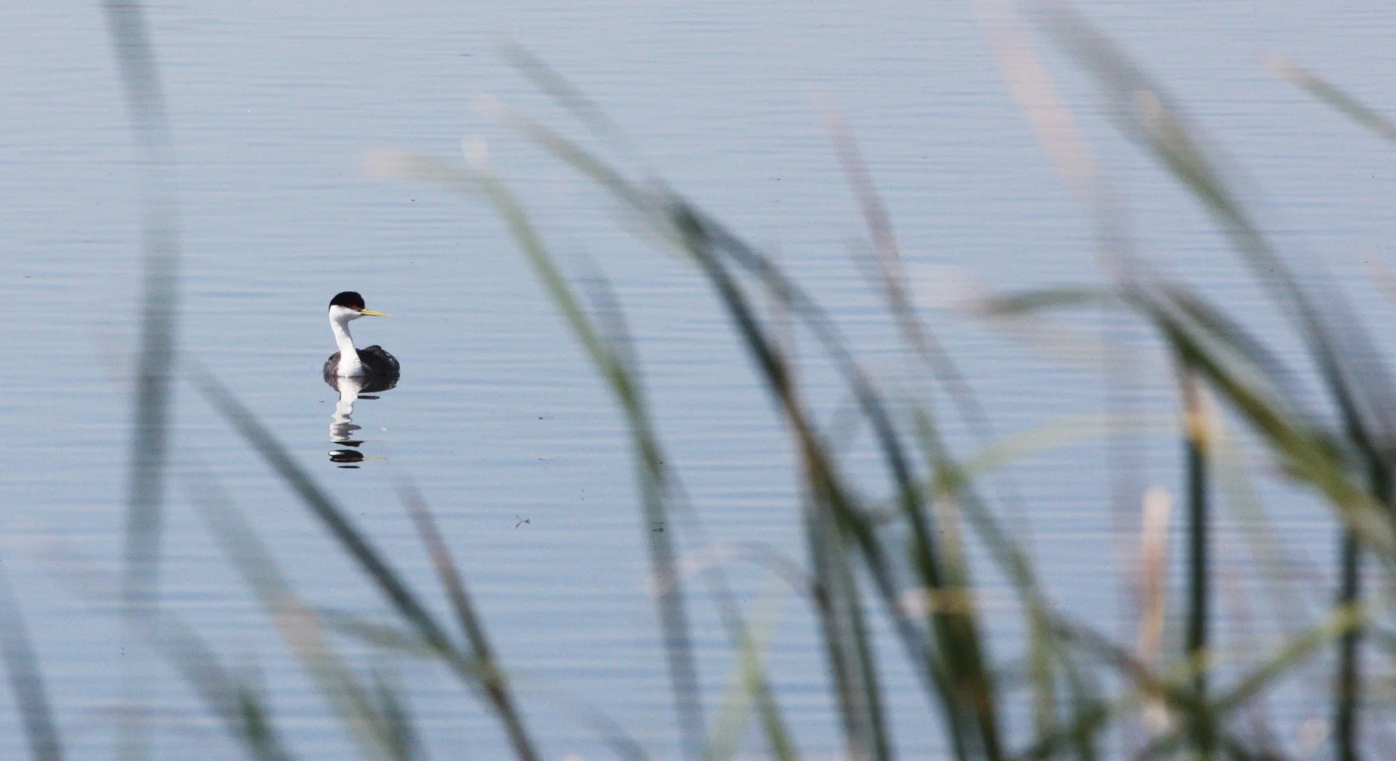 Western Grebe (Aechmophorus occidentalis) Kern NWR California (1).JPG