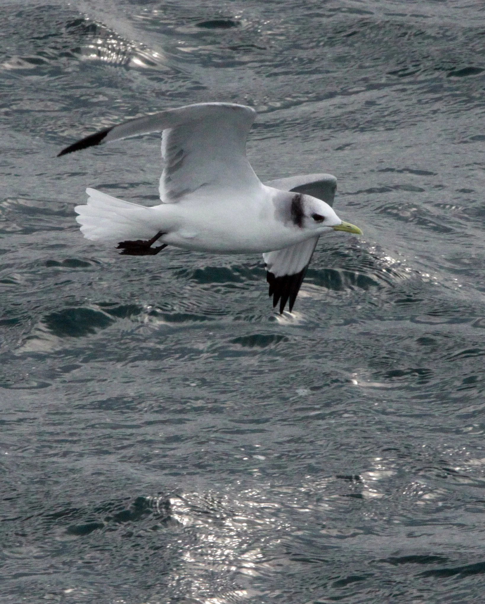 BIRD - KITTIWAKE - BLACK-LEGGED KITTIWAKE - IRAGO STRAIT JAPAN (12).JPG