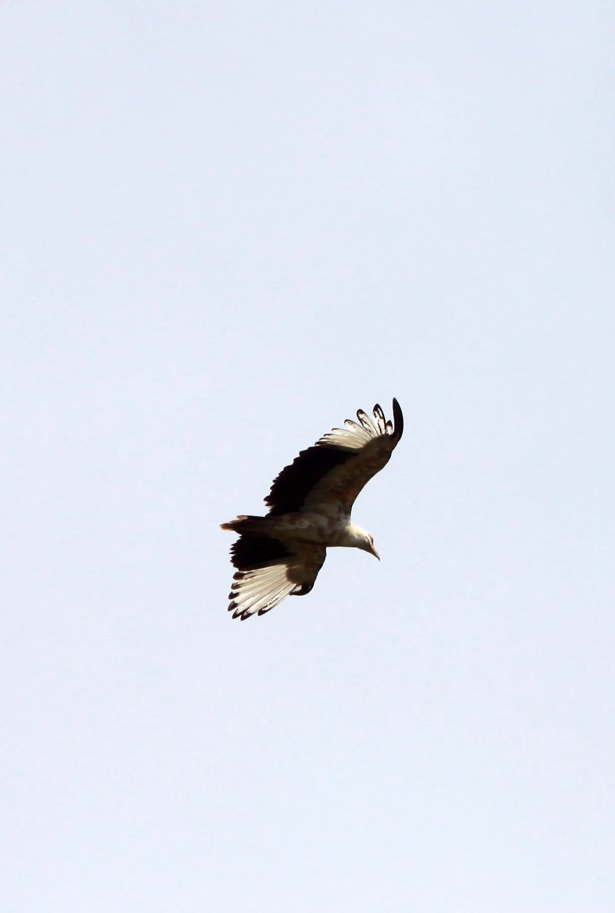 Gypohierax angolensis - PALM NUT VULTURE - DZANGHA NDOKI NATIONAL PARK - CENTRAL AFRICAN REPUBLIC (26).JPG