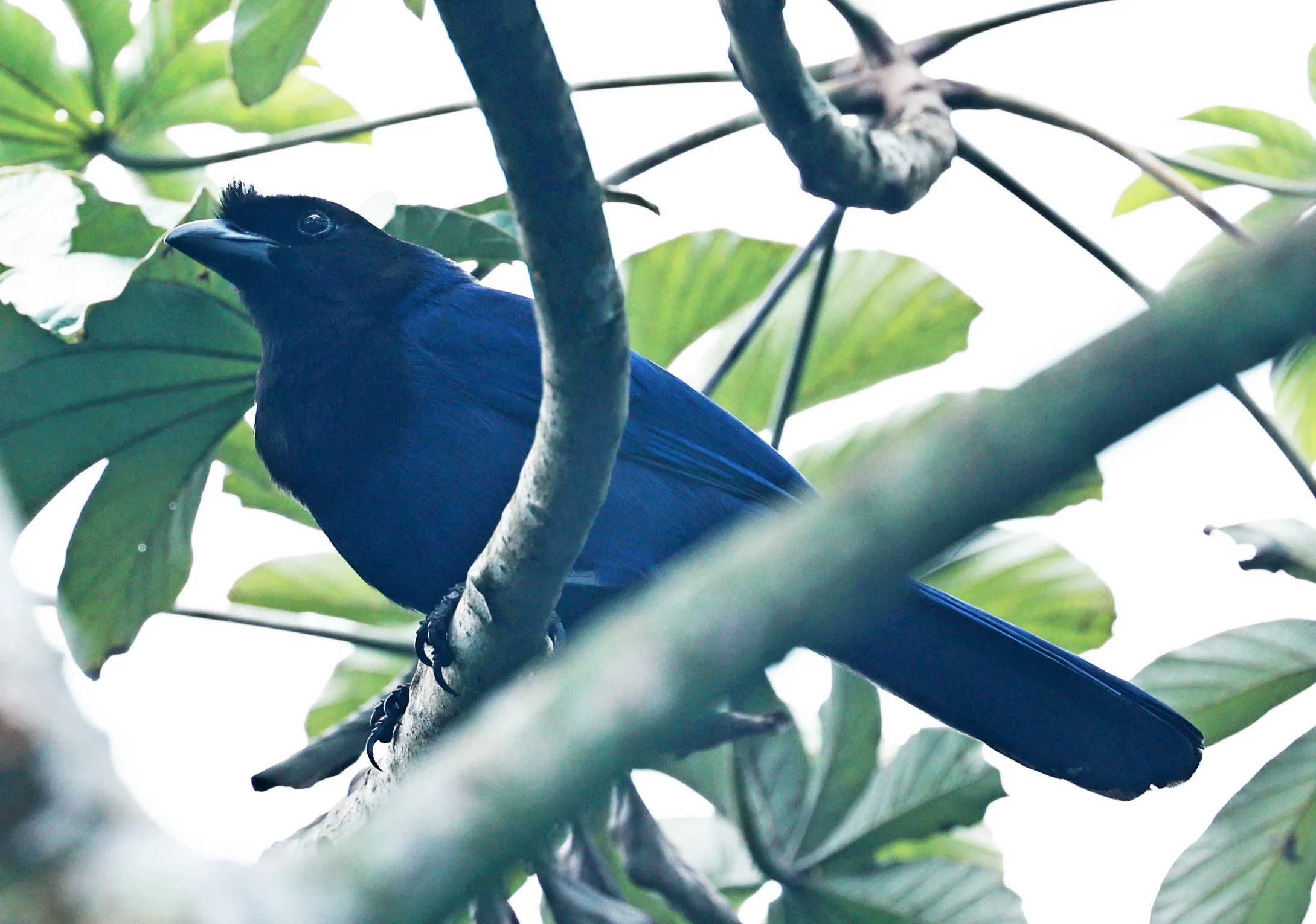 Azure Jay (Cyanocorax caeruleus) Superagui National Park, Brazil (10).jpg