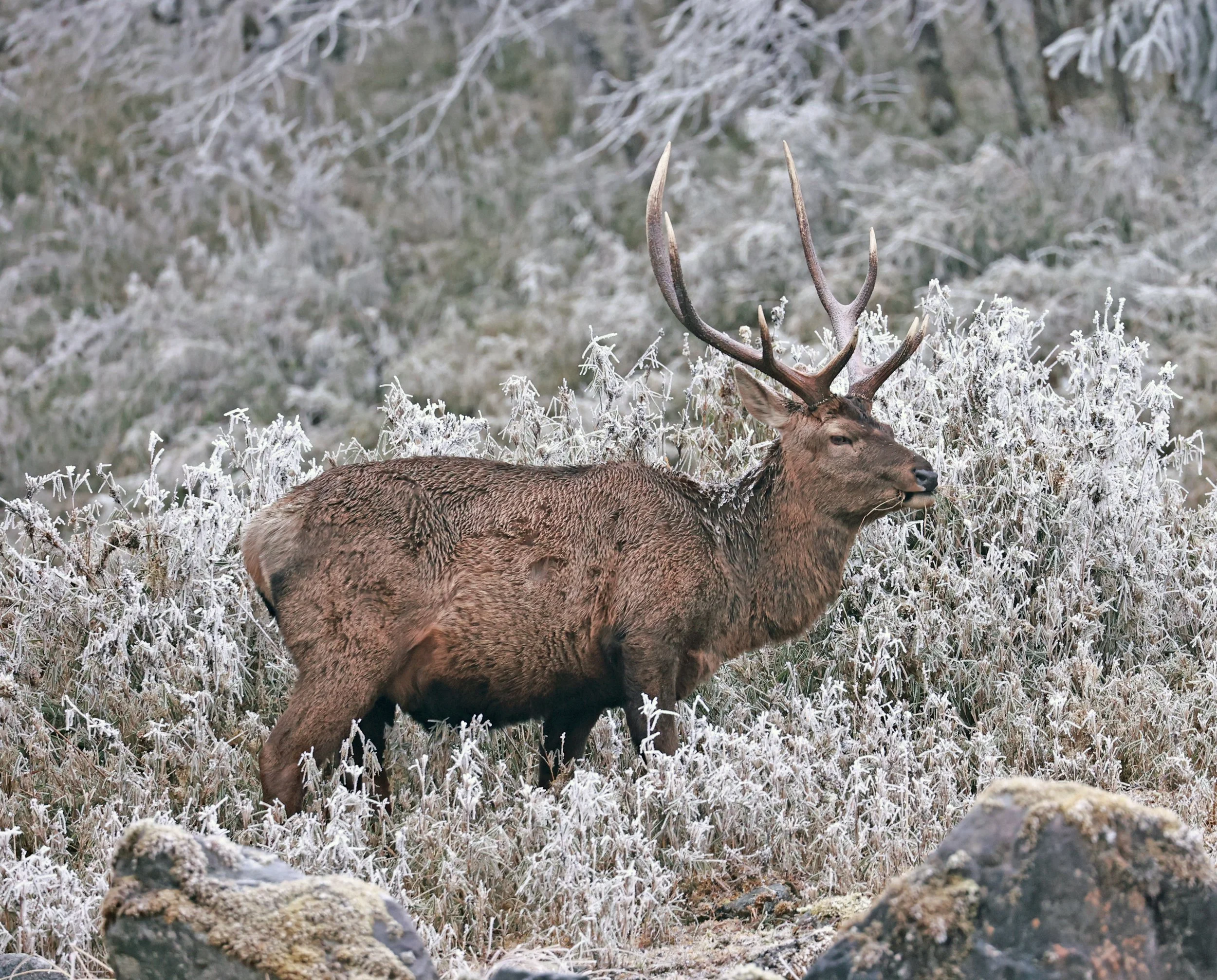 MacNeill’s (Asian) Red Deer (Cervus wallichii macneilli) Labahe Nature Reserve, Sichuan China 2024 (44).jpg