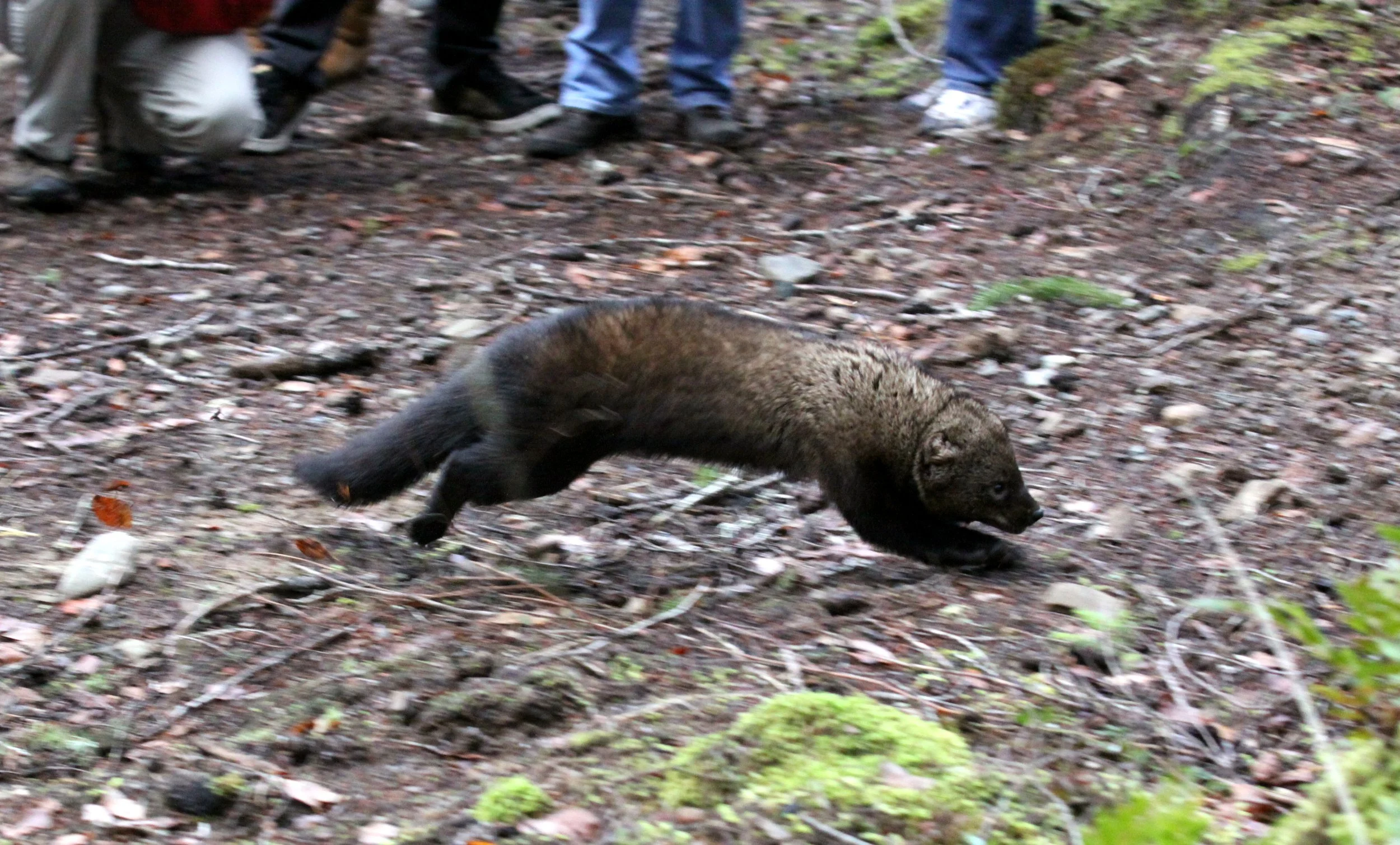 MUSTELID - FISHER - RELEASE ON 21 DECEMBER 2009 AT WISKER BEND TRAIL HEAD AND SOL DUC CAMPGROUND ONP (72).JPG