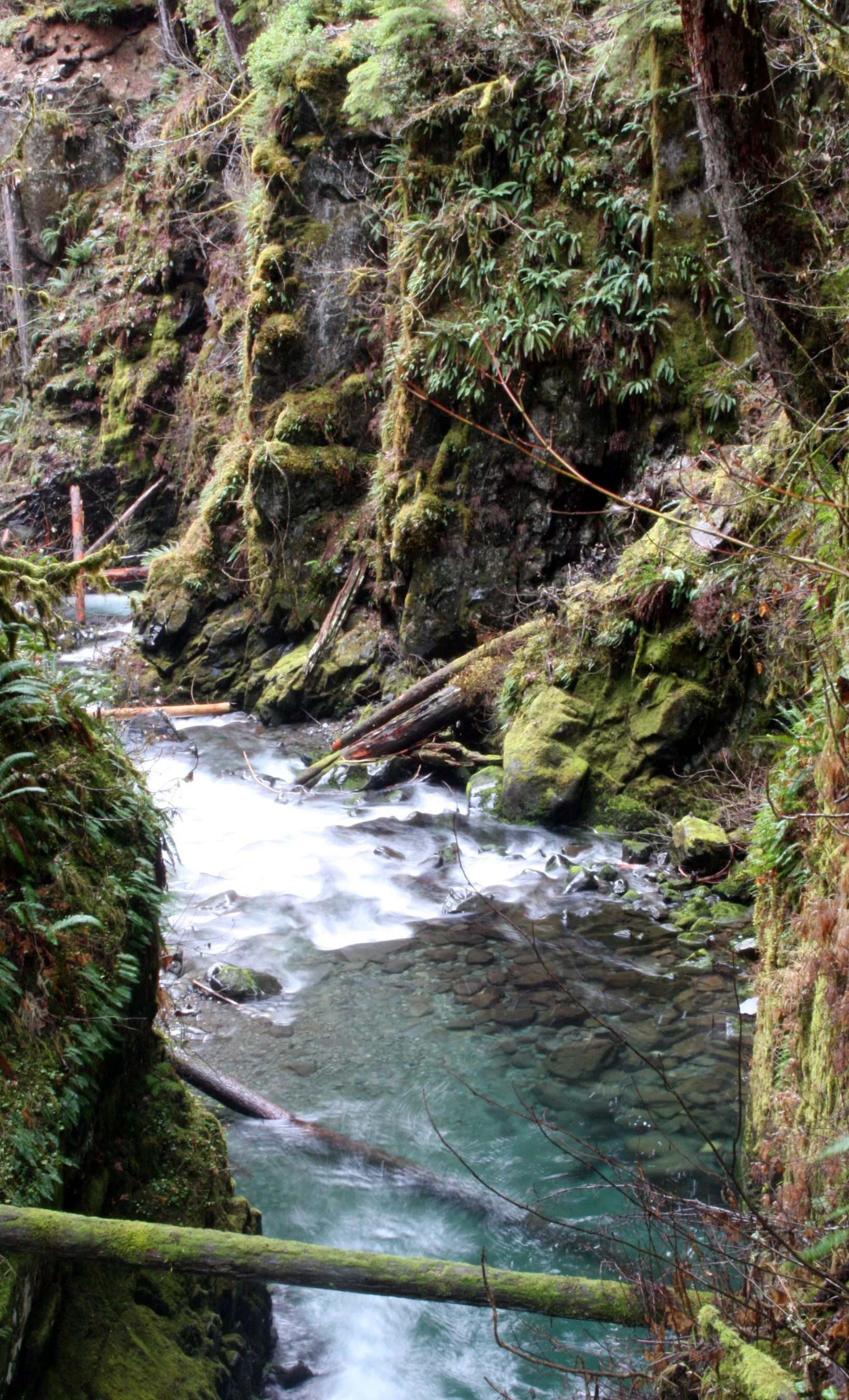 SOL DUC FALLS AND FOREST - ONP WA (31).JPG