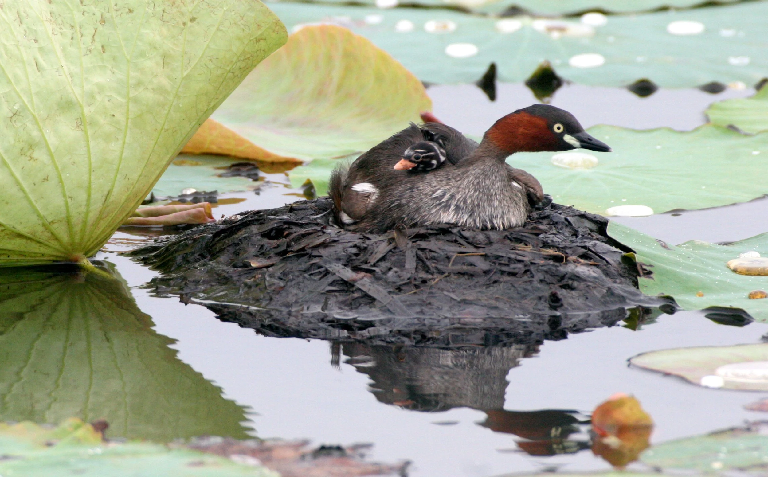 Little Grebe (Tachybaptus ruficollis) Bueng Boraphet Wetlands Nakhon Sawan Thailand (40).JPG