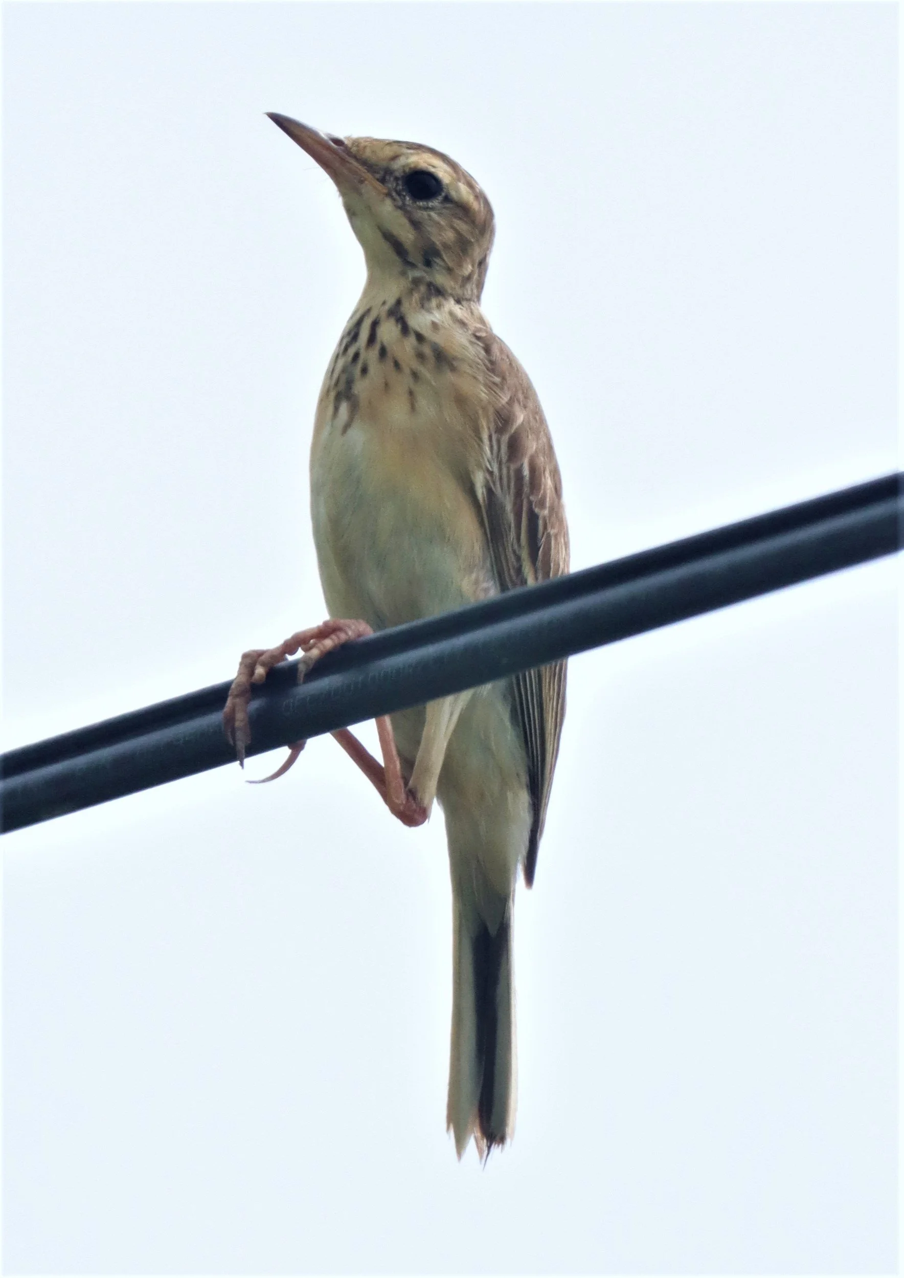 Paddyfield Pipit (Anthus rufulus) KHON KAEN SEWAGE TREATMENT PLANT KHON KAEN UNIVERSITY  (22).jpg