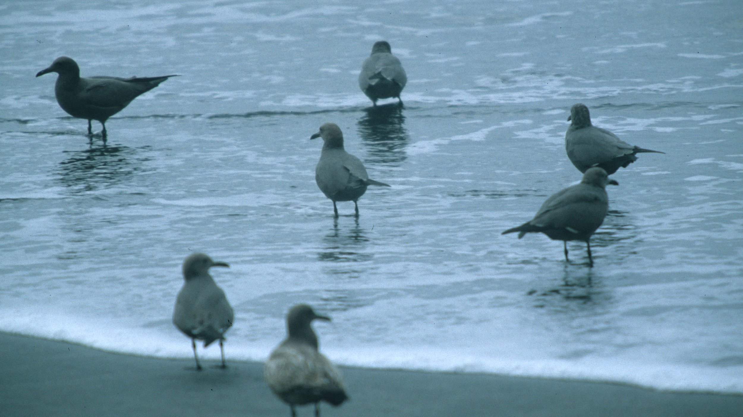BIRD - GULL - GRAY - LARUS MODESTUS - PARACAS.jpg