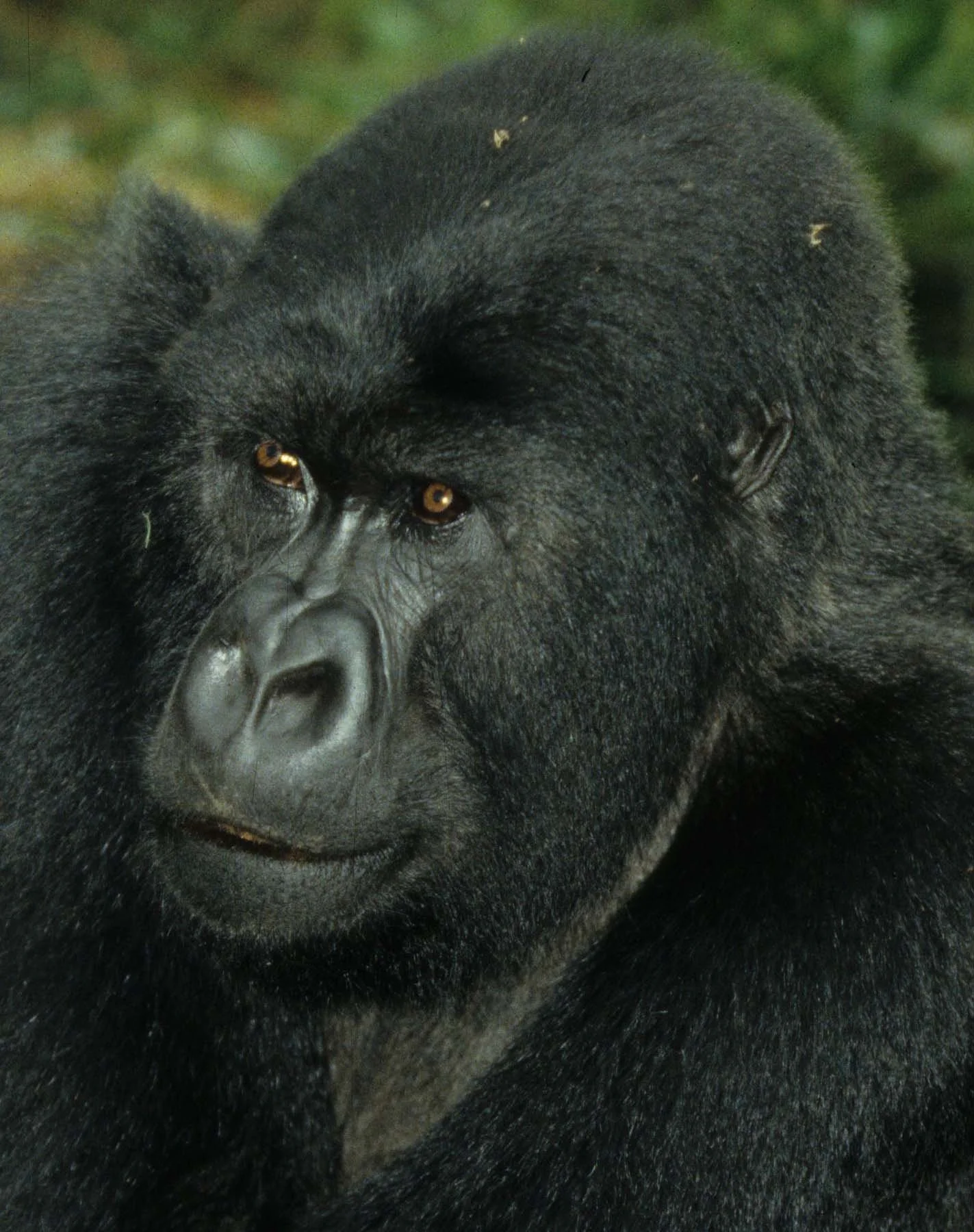 PRIMATE - GORILLA-RWANDA PARC DU VULCANS (51).jpg