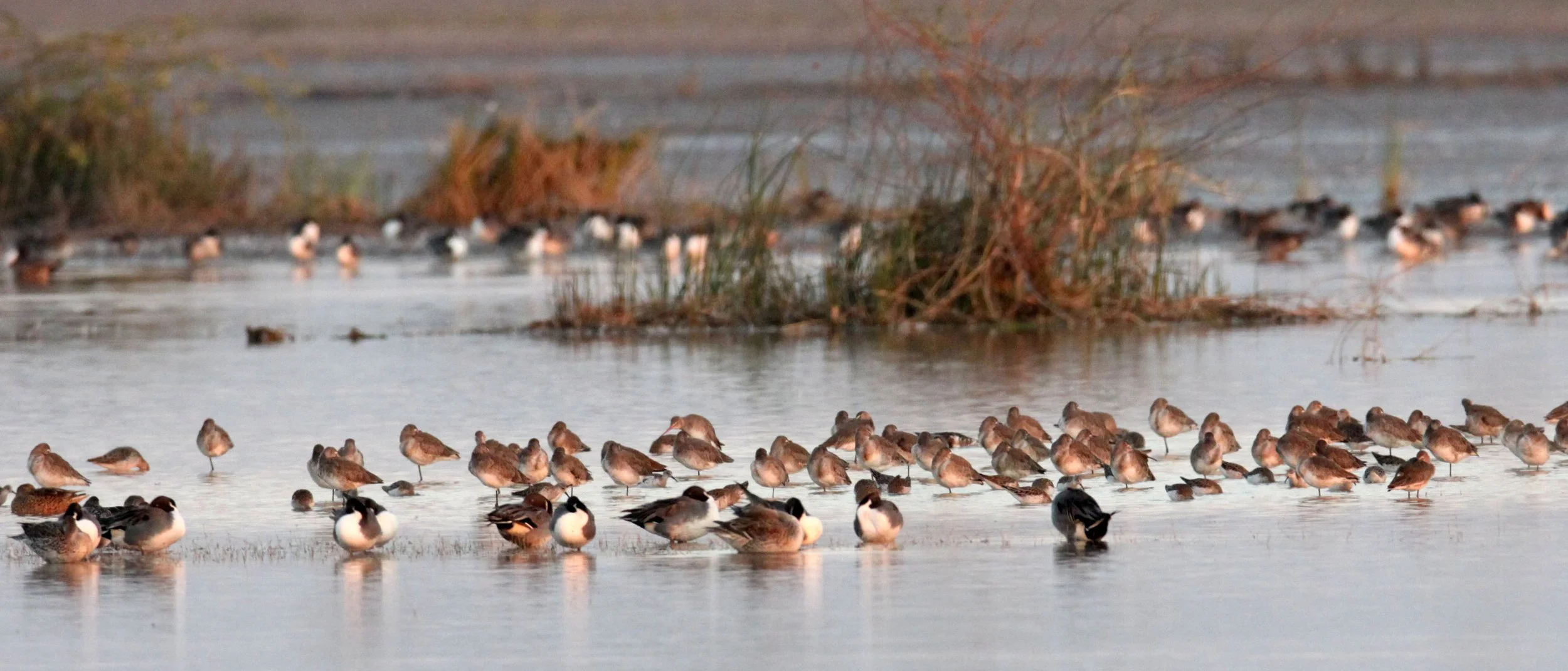 BIRD - MIXED FLOCK - BLACK-TAILED GODWIT, NORTHERN PINTAIL,  NORTHERN SHOVELER, GREENSHANKS - LITTLE RANN OF KUTCH GUJARAT INDIA (25).JPG
