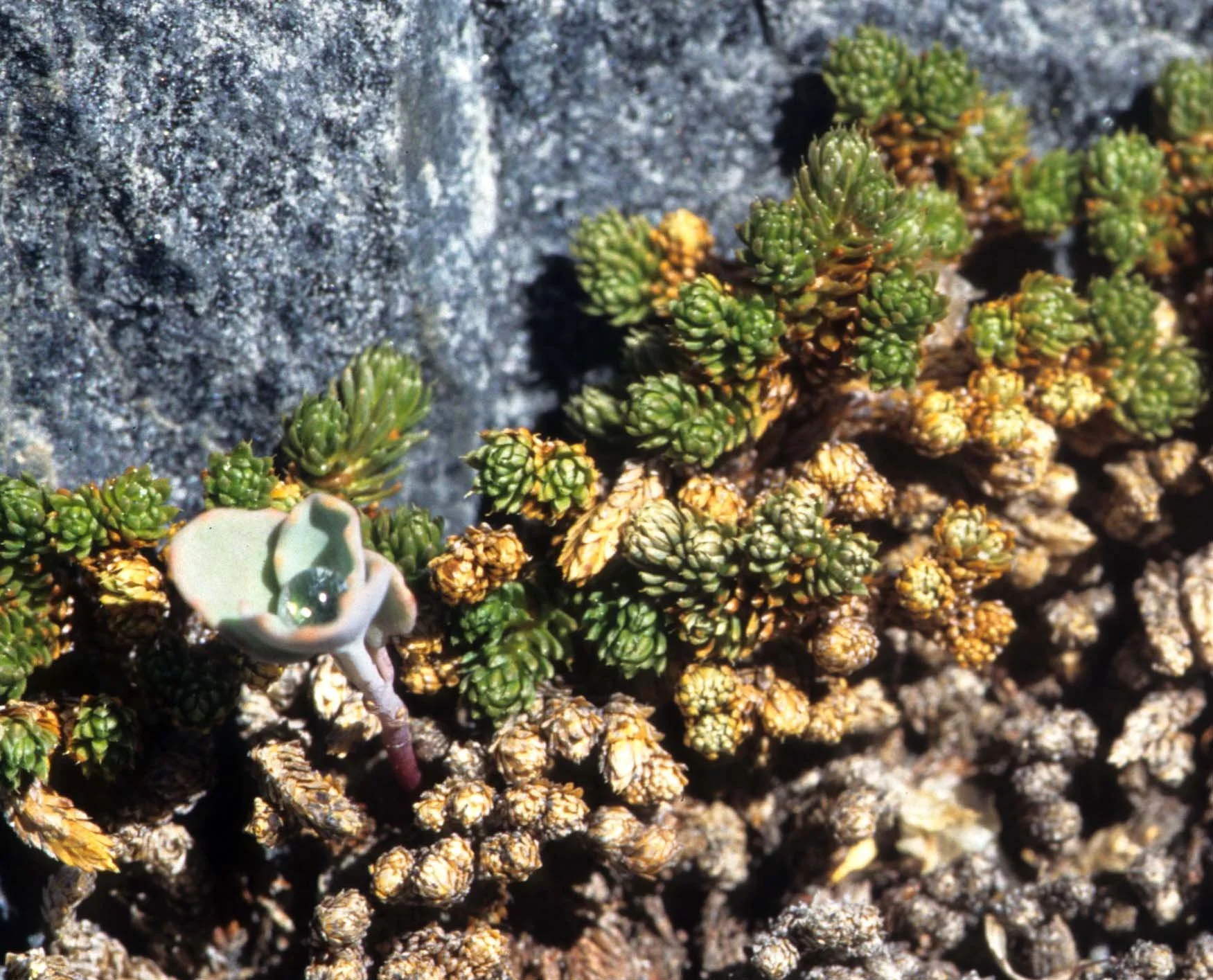 CALIFORNIA - SIERRA - PLANT SPECIES (12)1.jpg