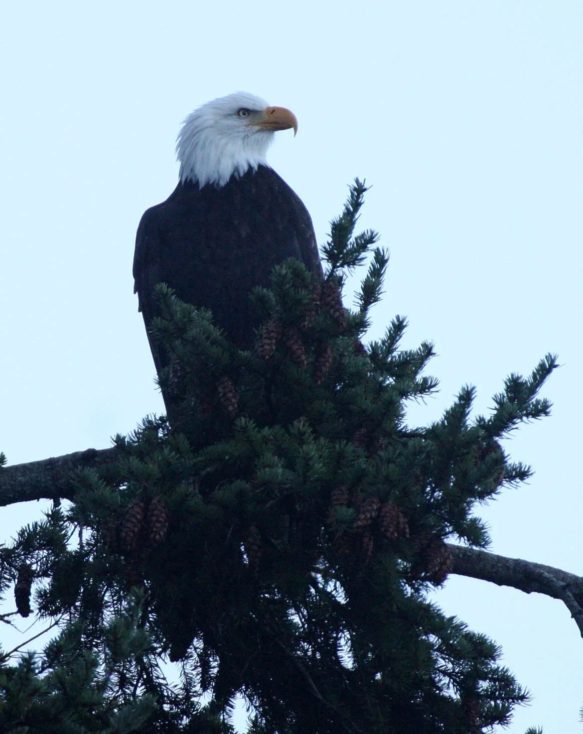 Haliaeetus leucocephalus - AMERICAN BALD EAGLE - CRESCENT LAKE WA (4).JPG