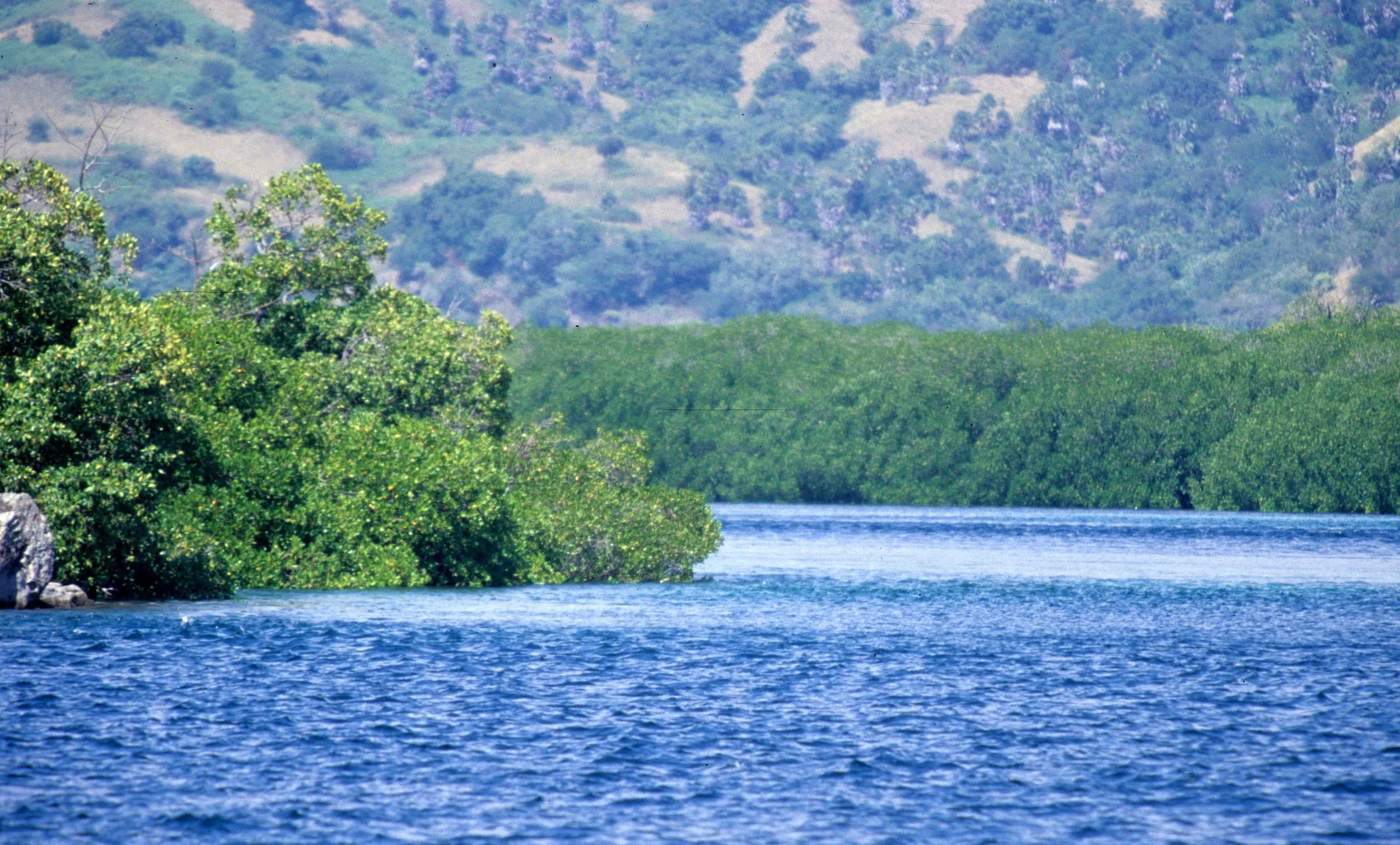 KOMODO - MANGROVE FOREST - HOME TO FLYING FOXES.jpg