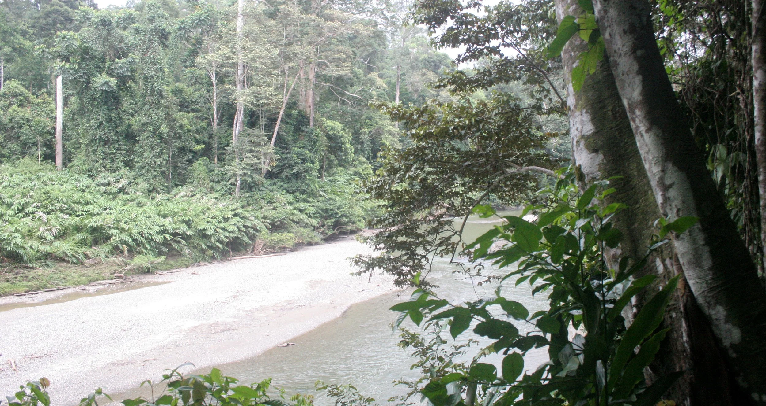 DANUM VALLEY BORNEO - RIVER SCENES (3).JPG