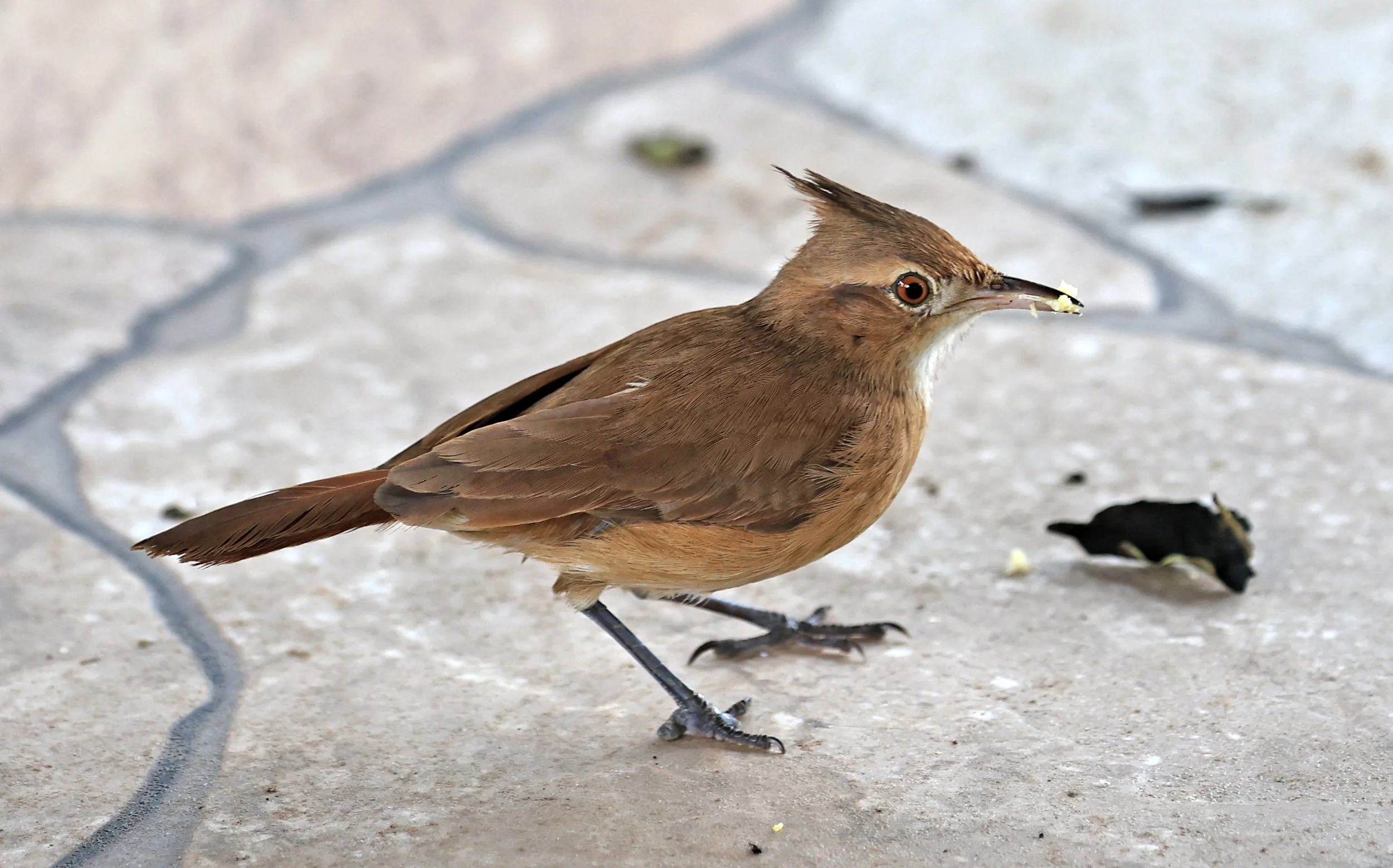 Crested Hornero (Furnarius cristatus) Hotel Campestre Iparoma Paraguay (6).jpg