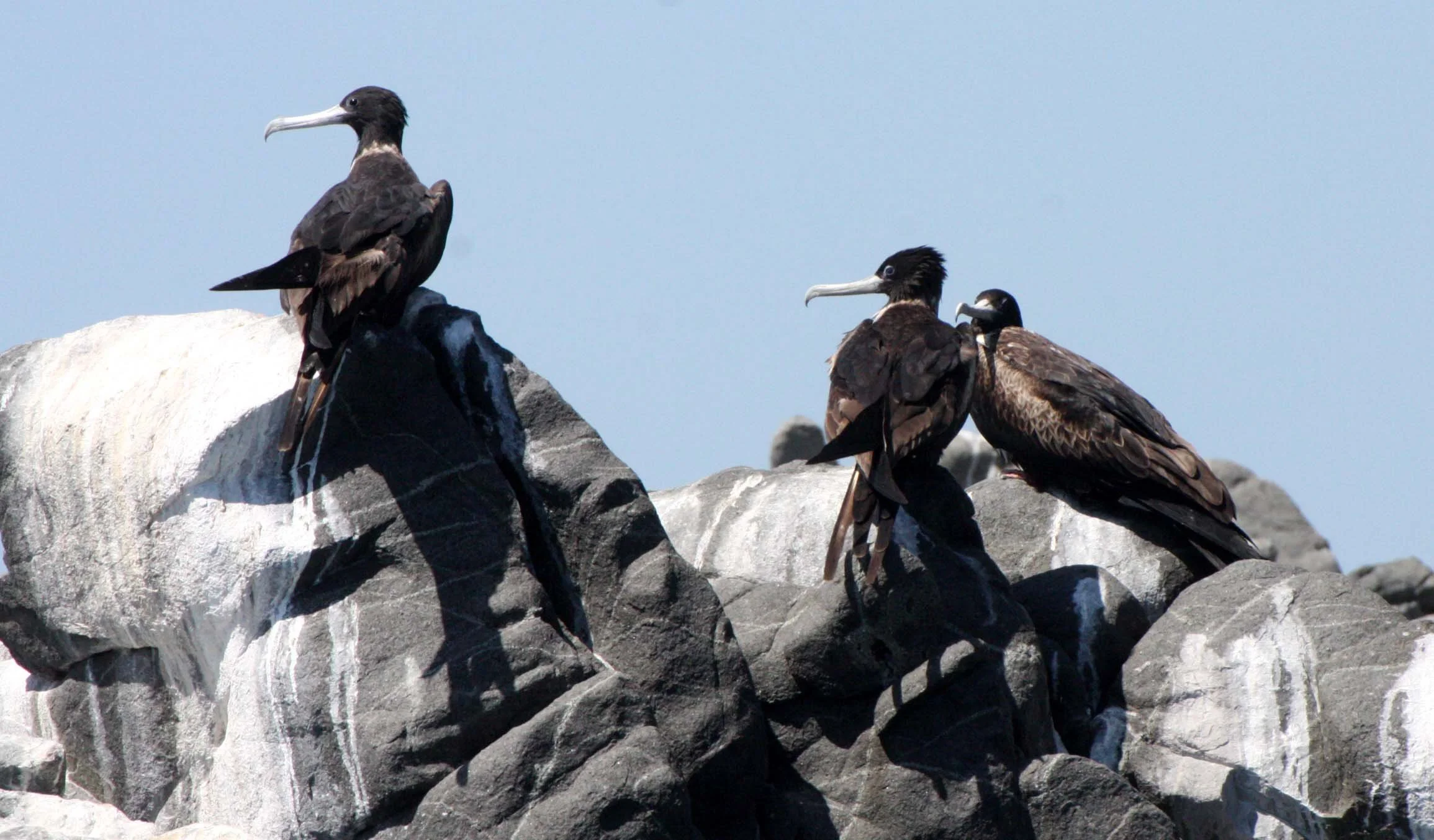 Magnificent Frigatebird (Fregata magnificens) Isla Santa Catalina, Baja Mexico (11).JPG