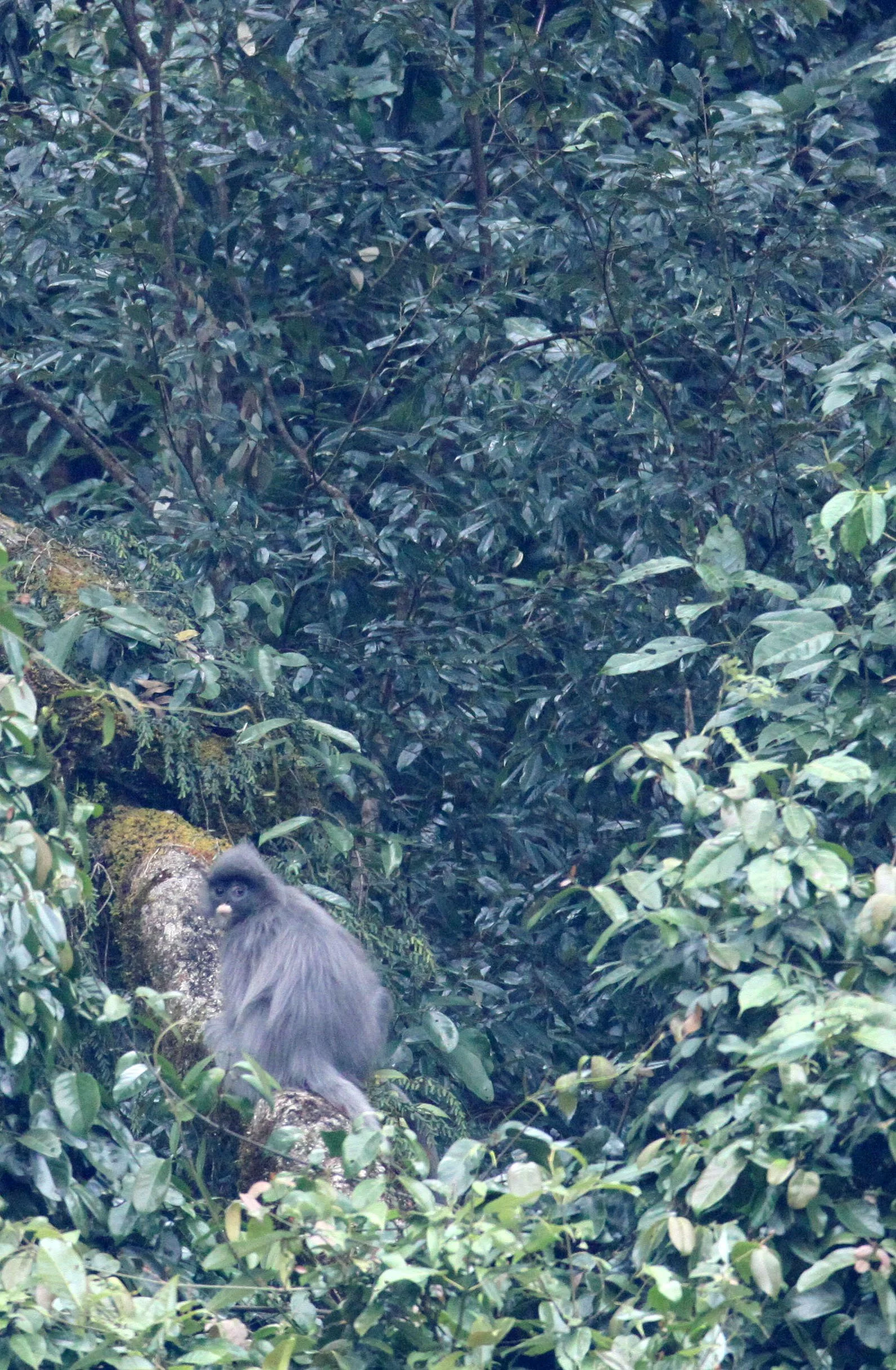 CERCOPITHECIDAE - Trachypithecus crepusculus - INDOCHINESE GRAY LANGUR - WULIANGSHAN NATURE RESERVE YUNNAN CHINA (5).JPG
