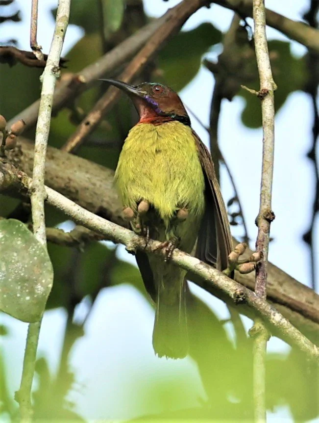 SUNBIRD - BROWN-THROATED SUNBIRD - Anthreptes malacensis - KRUNG CHING, KHAO LUANG NP NST, APRIL 2022 (19).jpg