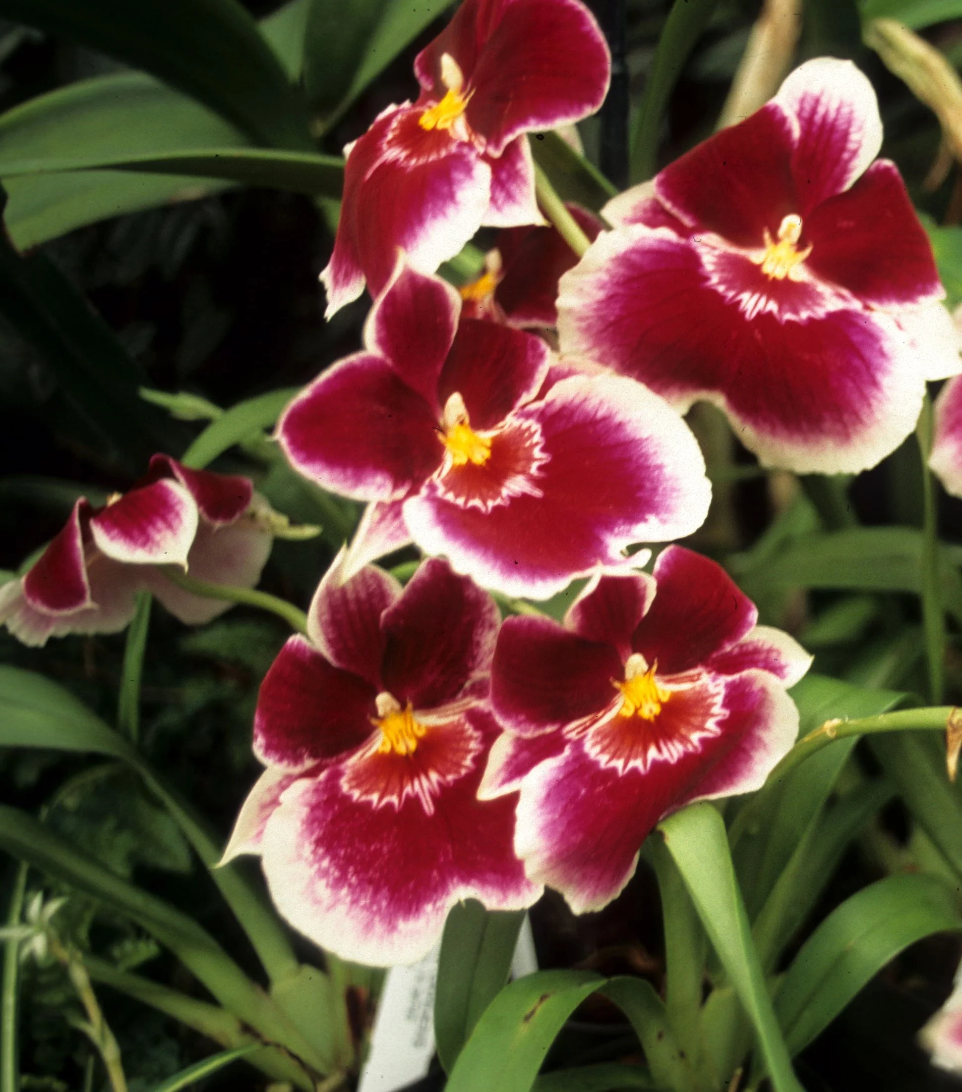 HAWAII - HAWAII - ORCHID - MILTONIA SPECIES.jpg