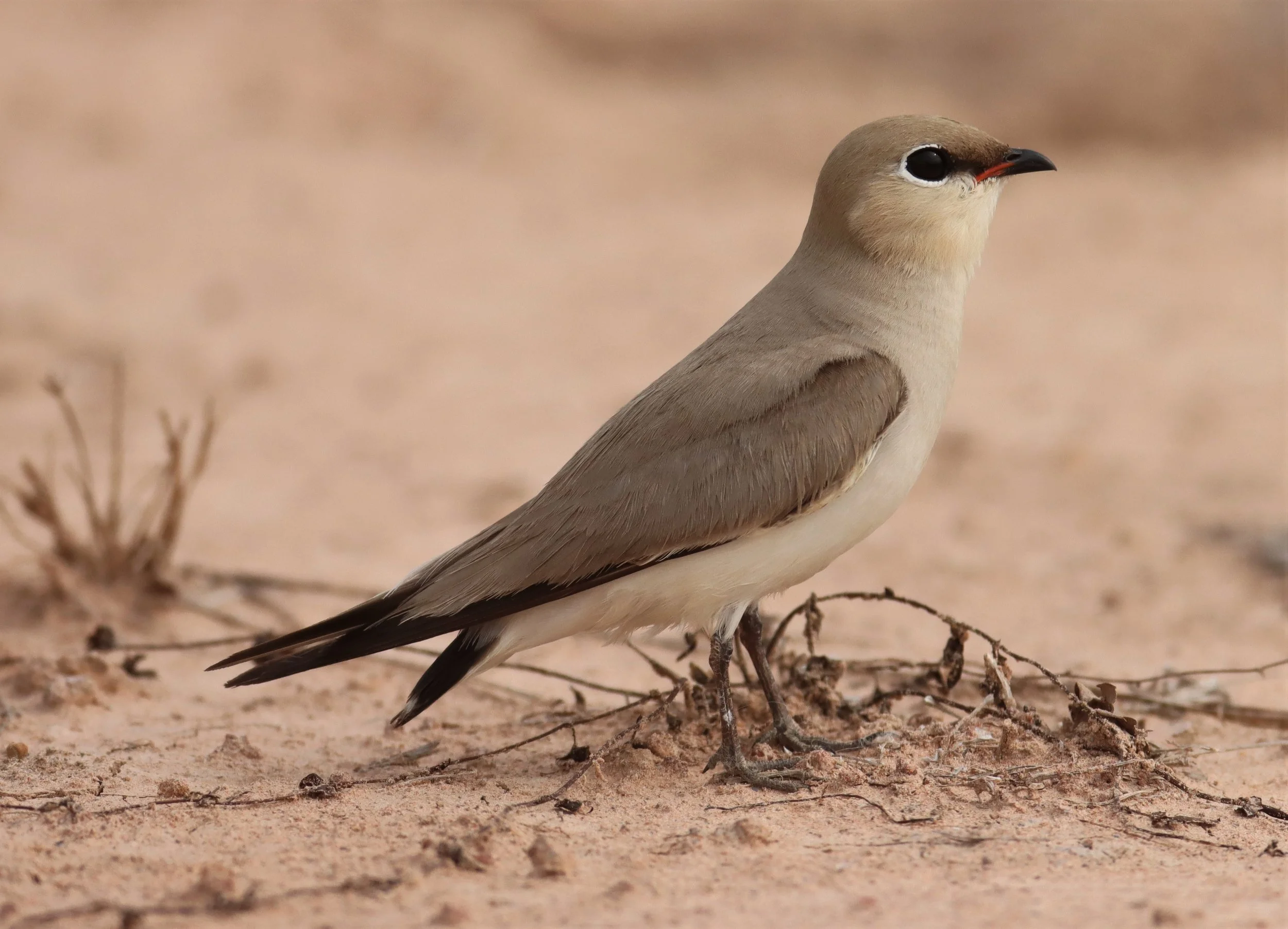 PRATINCOLE - SMALL PRATINCOLE - Glareola lactea - KABIN BURI WETLANDS 15KM OUT ON 304 (191).jpg