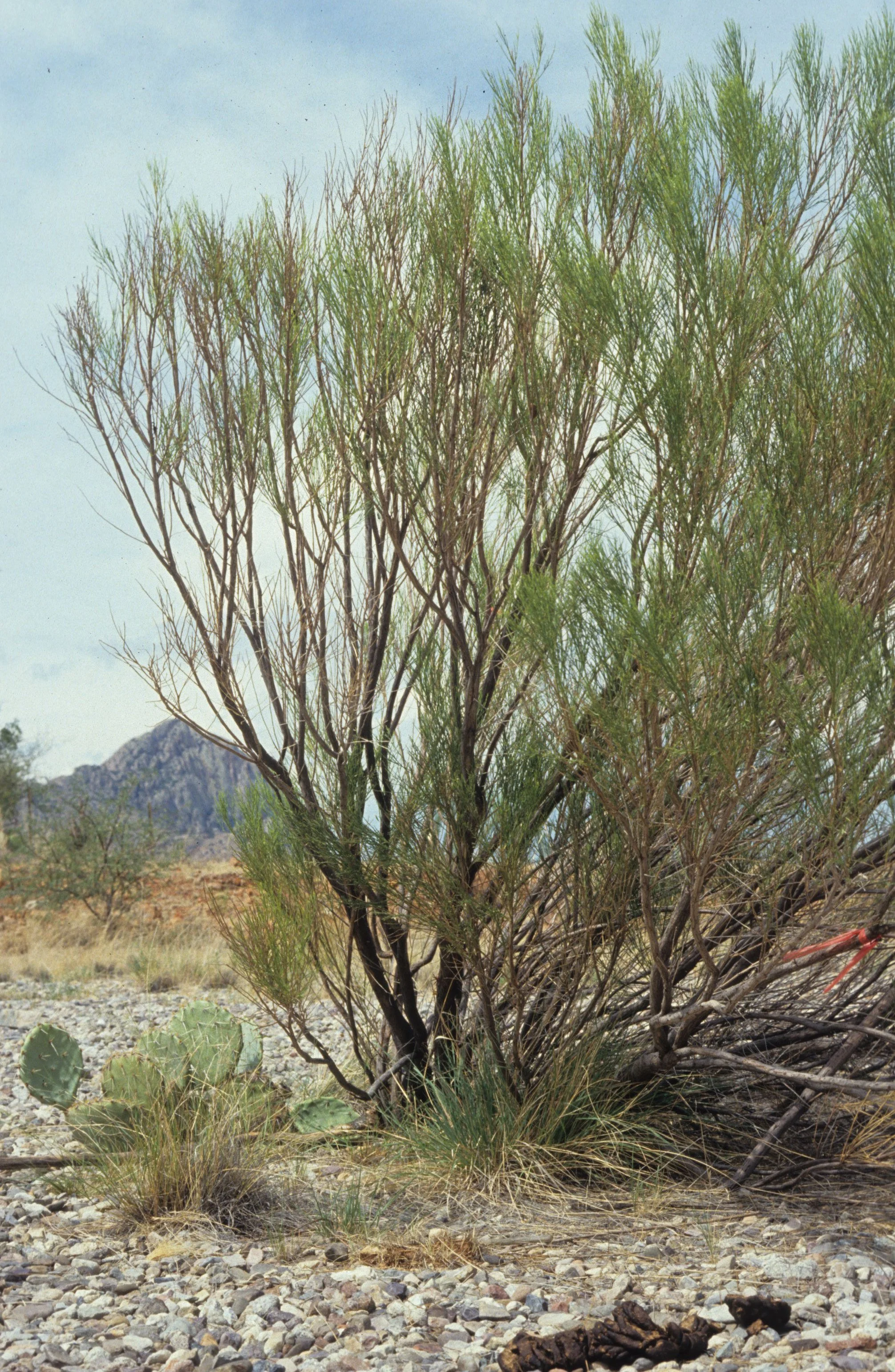 ARIZONA - MADERA CANYON - RESEARCH - DATA COLLECTION N.jpg