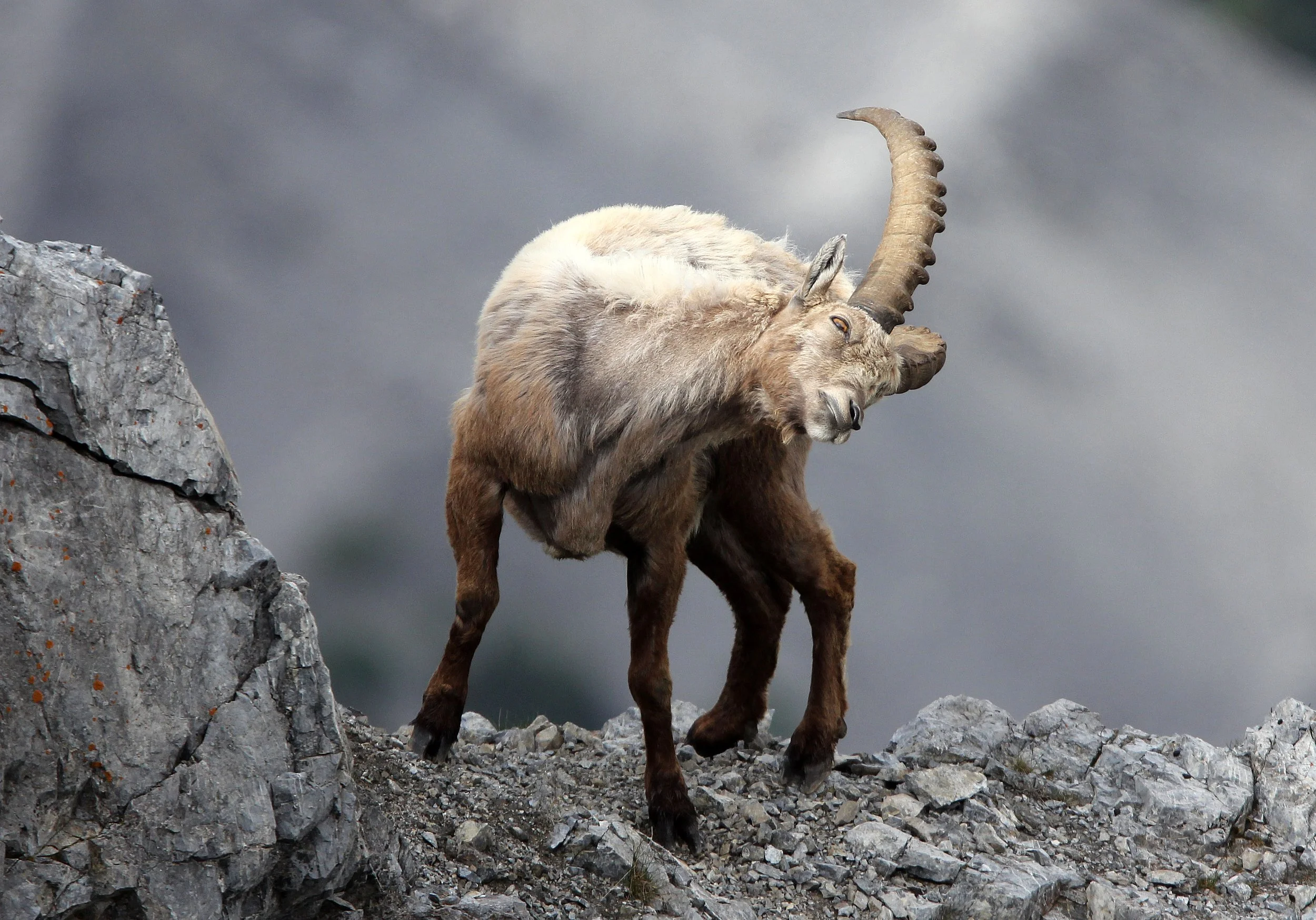 IBEX - ALPINE IBEX - Capra ibex - STELVIO NATIONAL PARK ITALY (123).JPG