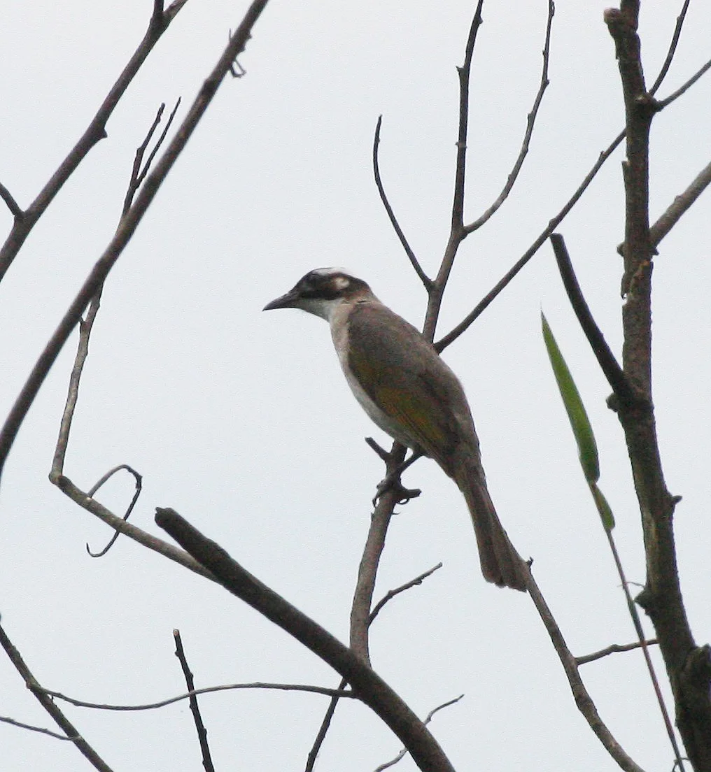 Styan's Bulbul (Pycnonotus taivanus) Taipei China (17).JPG