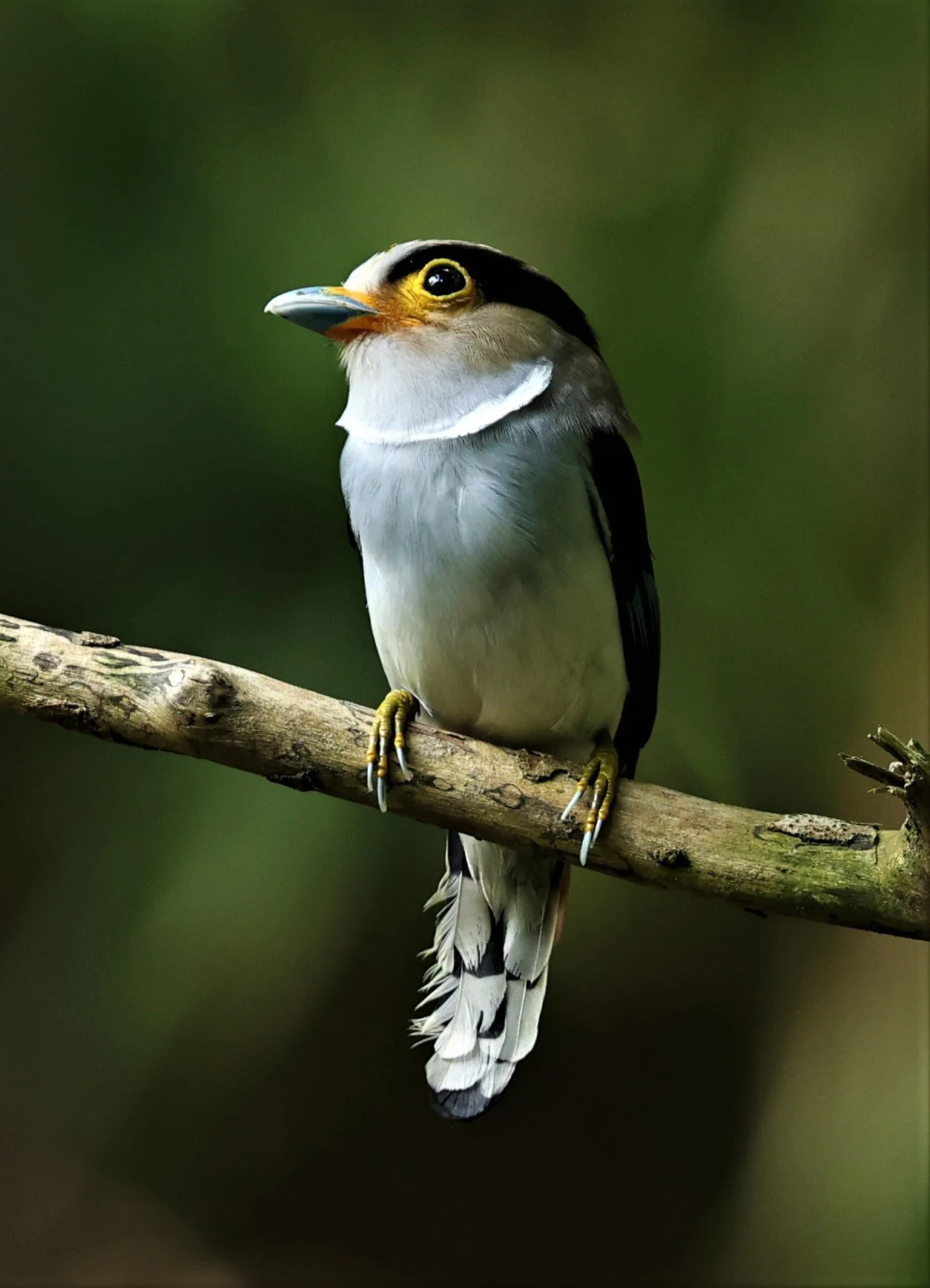 Silver-breasted Broadbill (Serilophus lunatus)