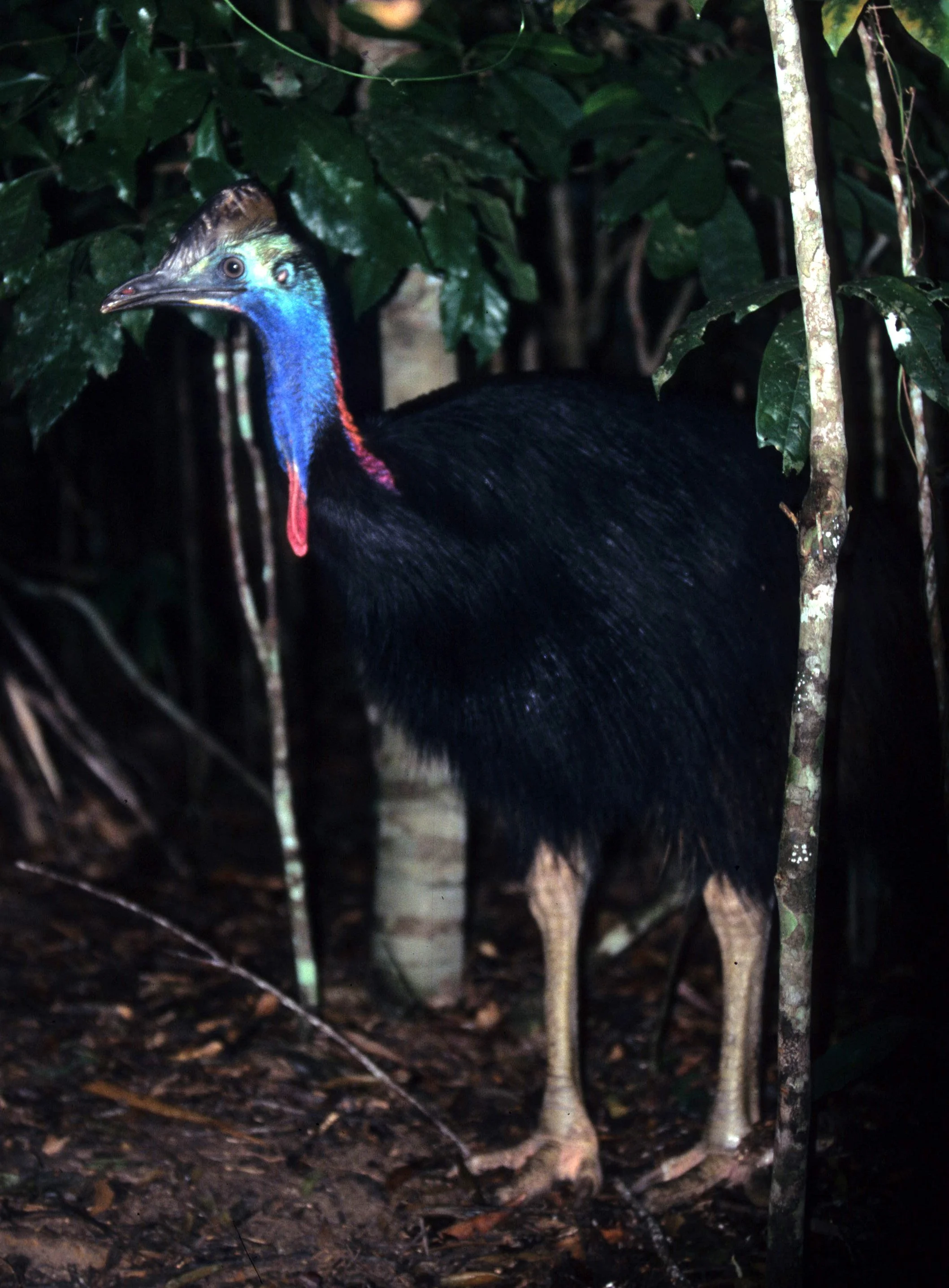 BIRD - SOUTHERN CASSOWARY - DAINTREE RAINFOREST A.jpg