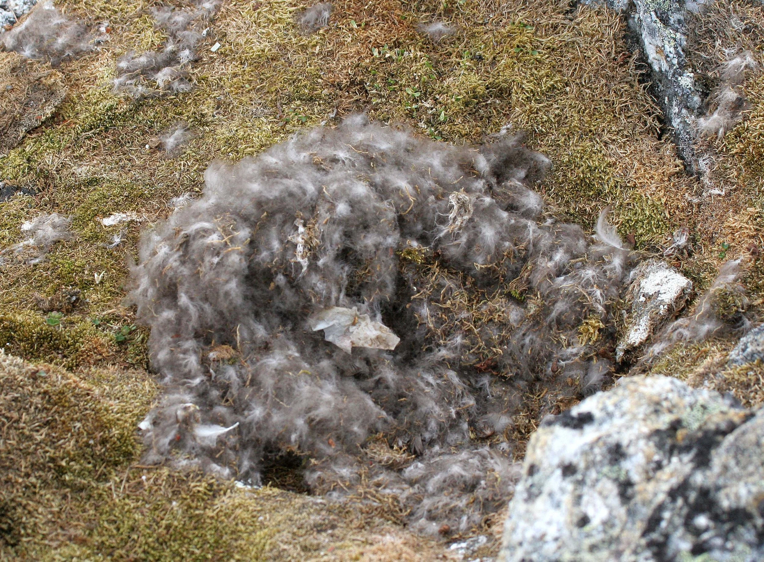 BIRD - TERN - ARCTIC TERN - SVALBARD (14).jpg