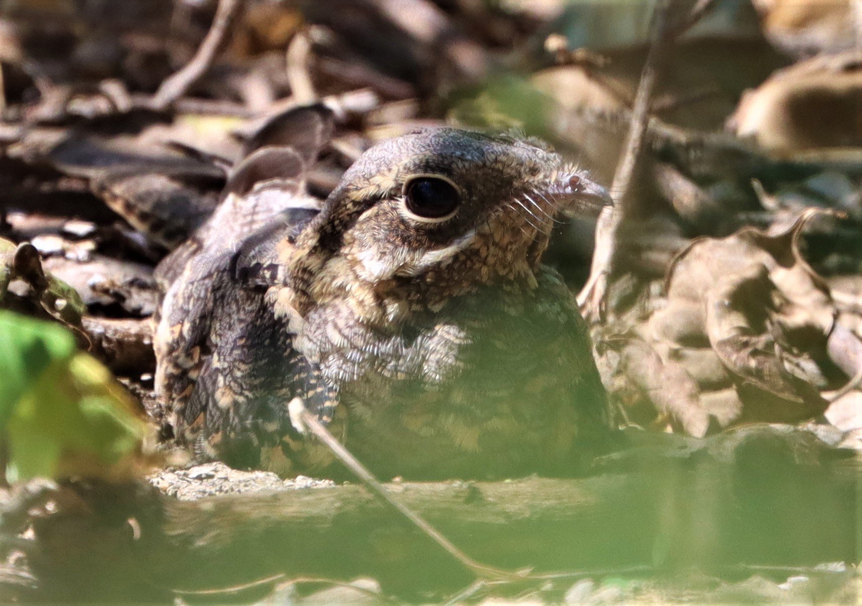 NIGHTJAR - INDIAN NIGHTJAR - Caprimulgus asiaticus - BANG KHAEM WETLANDS NAKHON PATHOM MAY 15 2021 (2).jpg