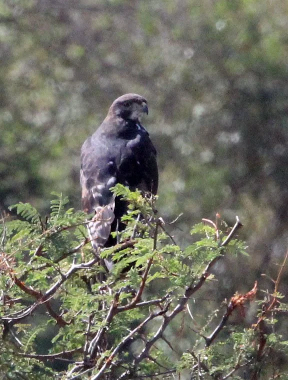 Aquila spilogaster - AFRICAN HAWK-EAGLE - MASAI MARA NATIONAL PARK KENYA (3).JPG