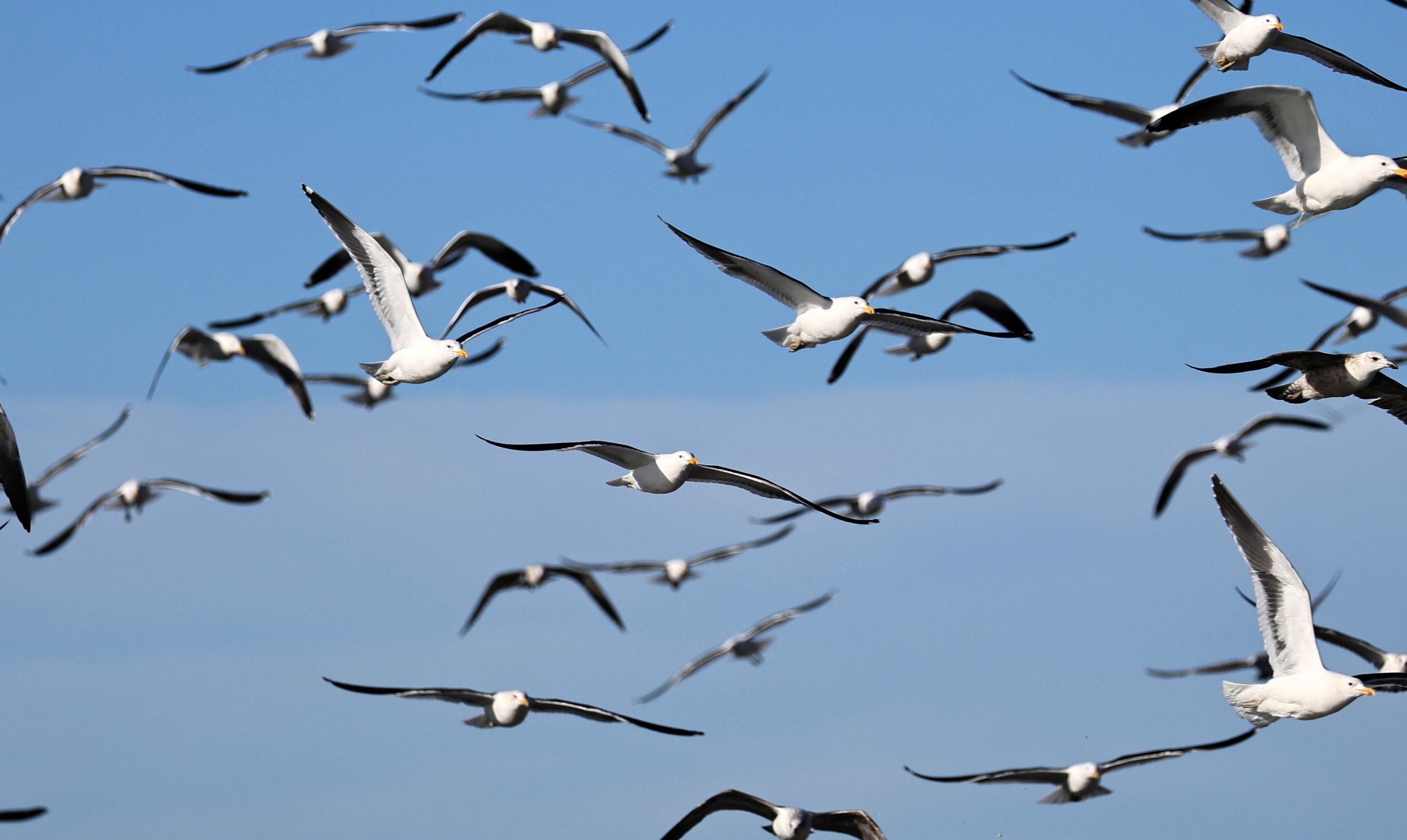 Kelp Gull (Larus dominicanus) Puerto Rawson Argentina (14).jpg