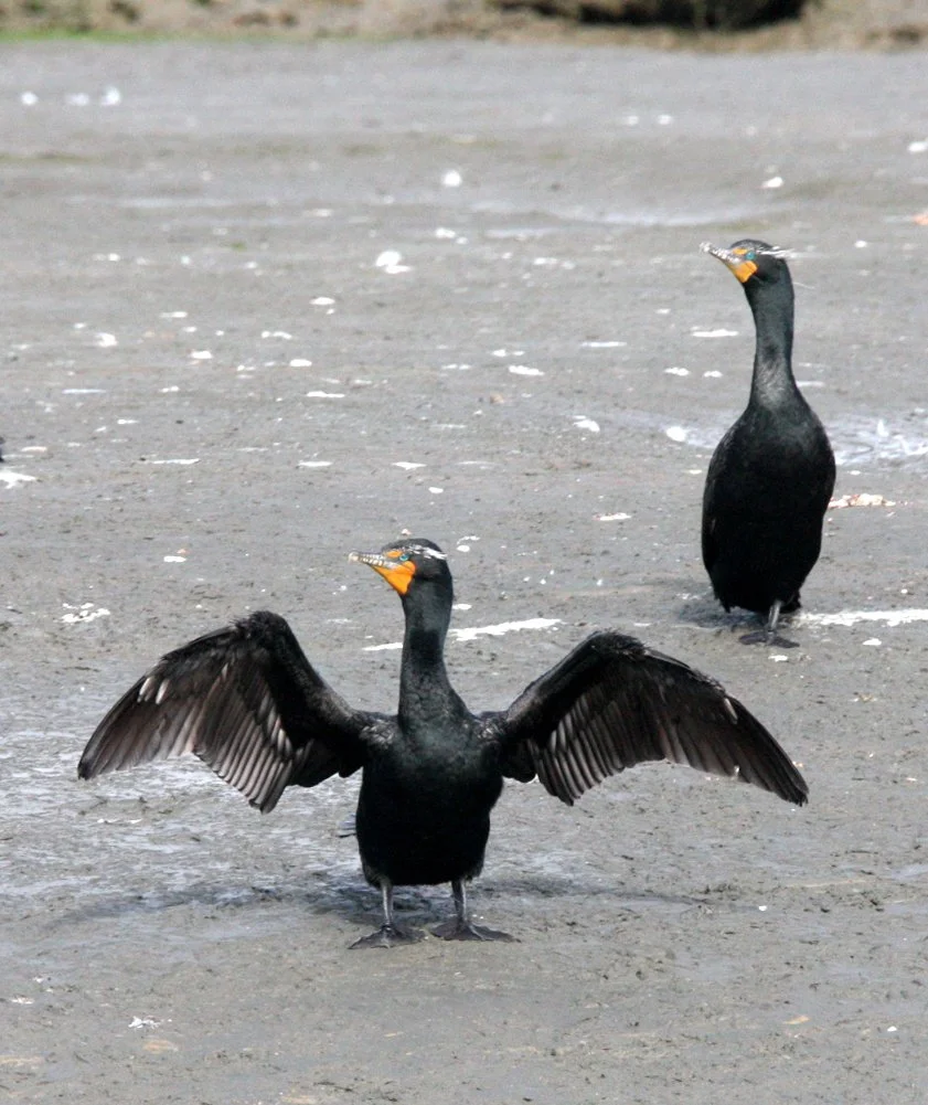 Nannopterum auritum - Double-crested Cormorant - Elkhorn Slough, California (16).JPG
