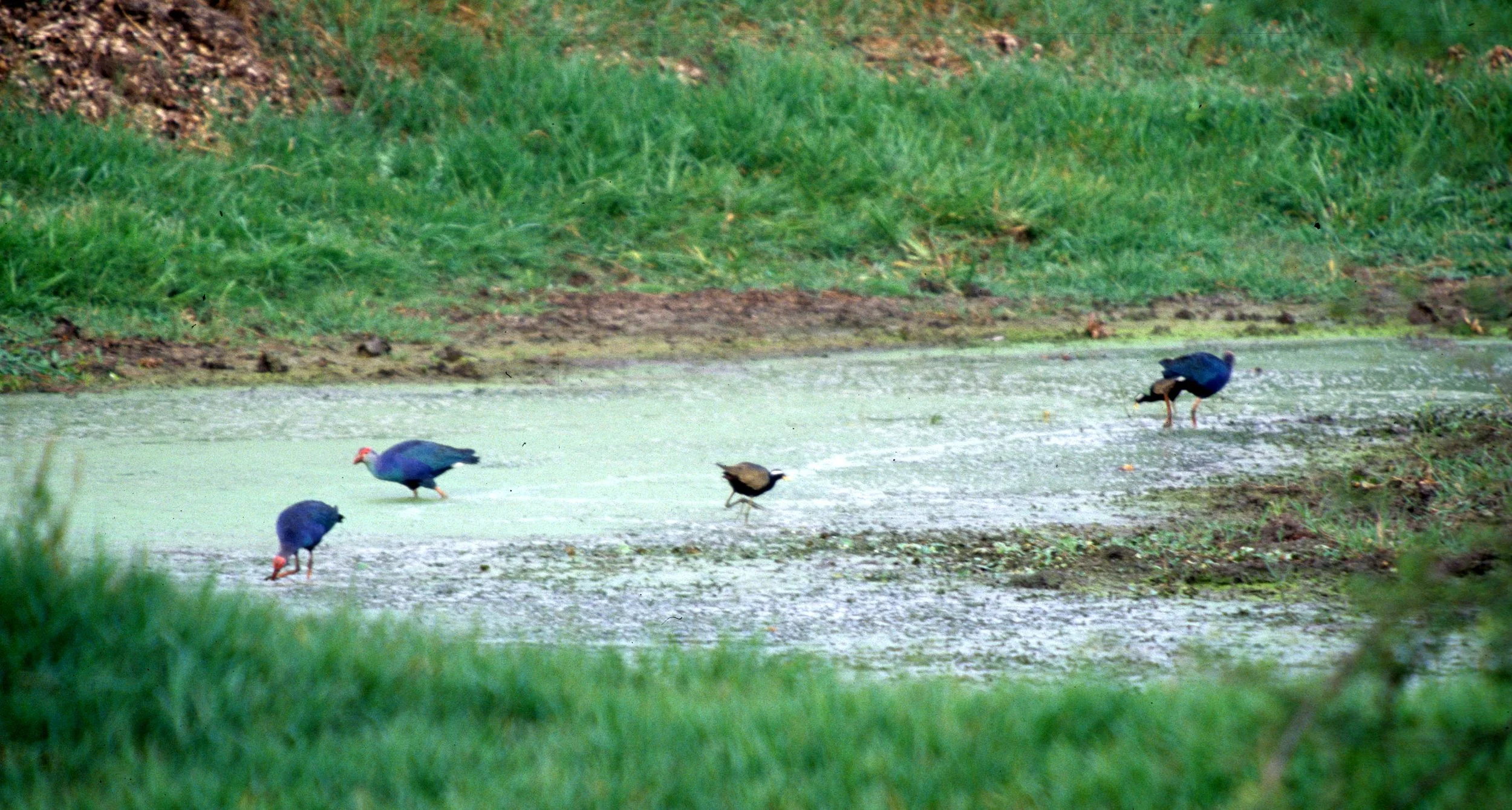BIRD - MOORHEN - PURPLE MOOREHEN WITH COMBED JACANA - KALEODEO INDIA A.jpg