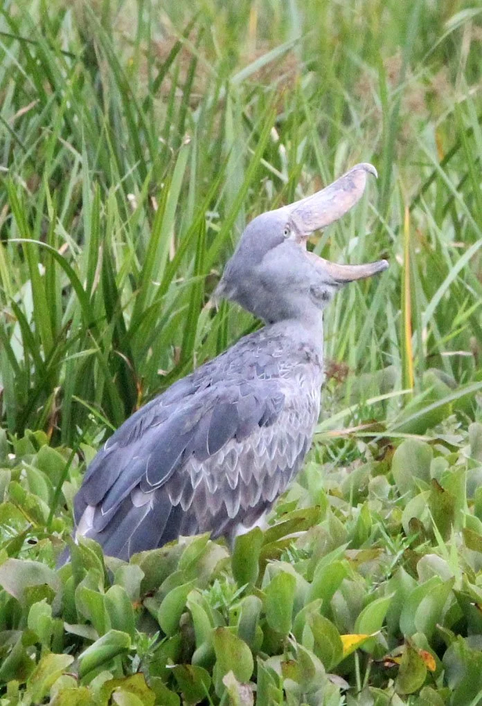 BIRD - STORK - SHOEBILL STORK - MURCHISON FALLS NATIONAL PARK UGANDA (59).JPG