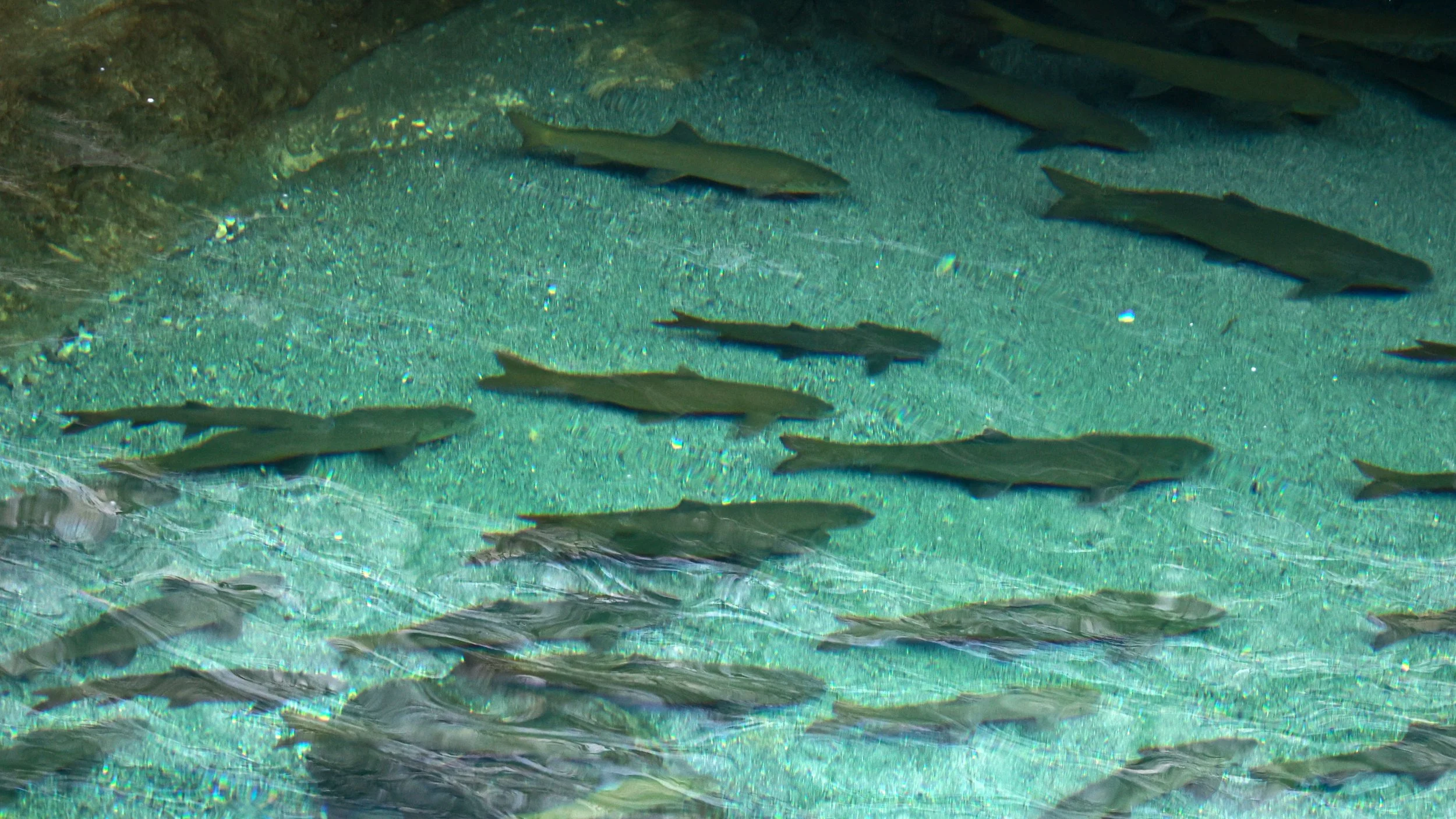Sichuan Ray-finned Fish (Schizothorax davidi) Tangjiahe National Nature Reserve, Sichuan China (5).jpg
