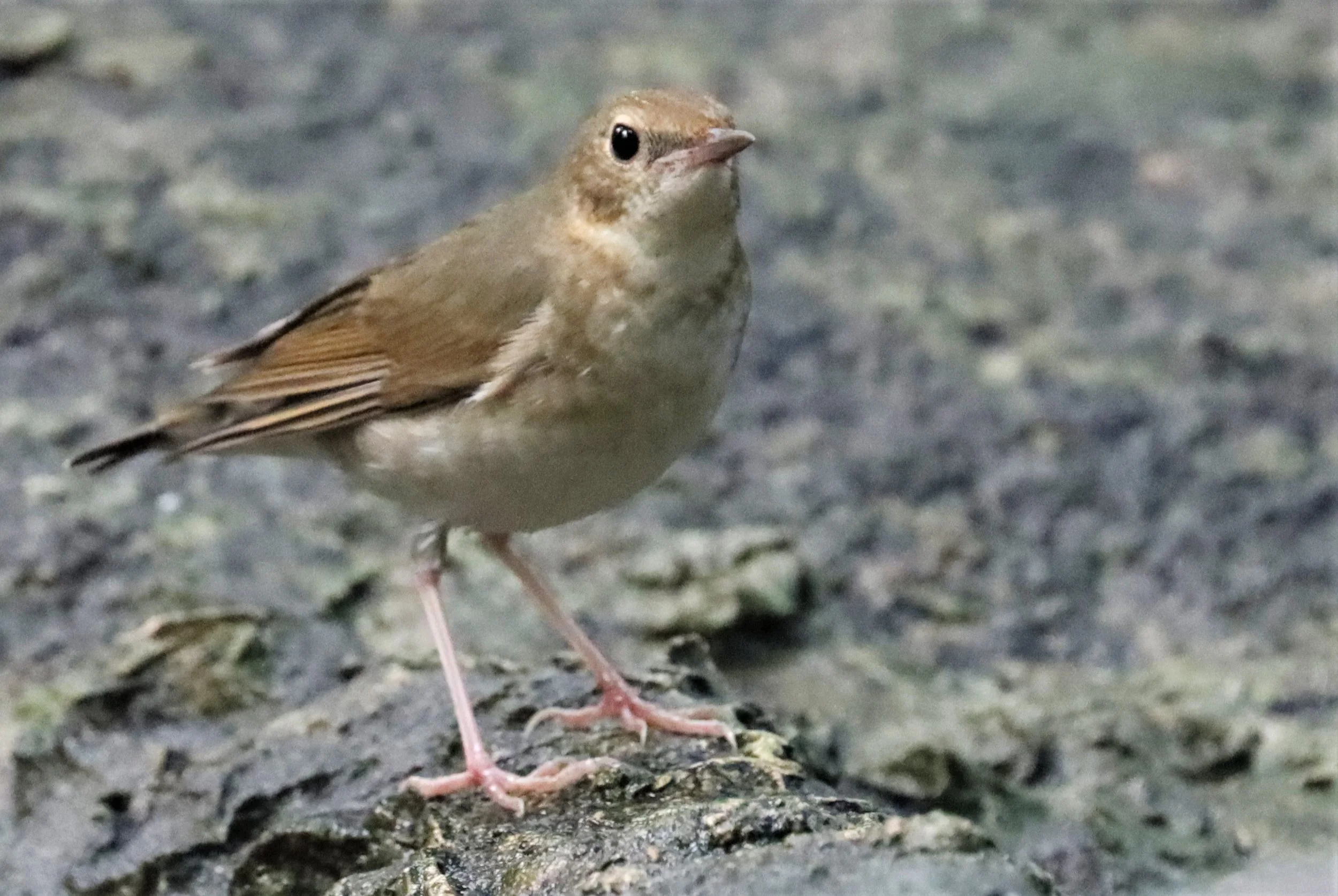 ROBIN - SIBERIAN BLUE ROBIN - Luscinia cyane - WAT THAM PRATHUN CHONBURI (20).jpg