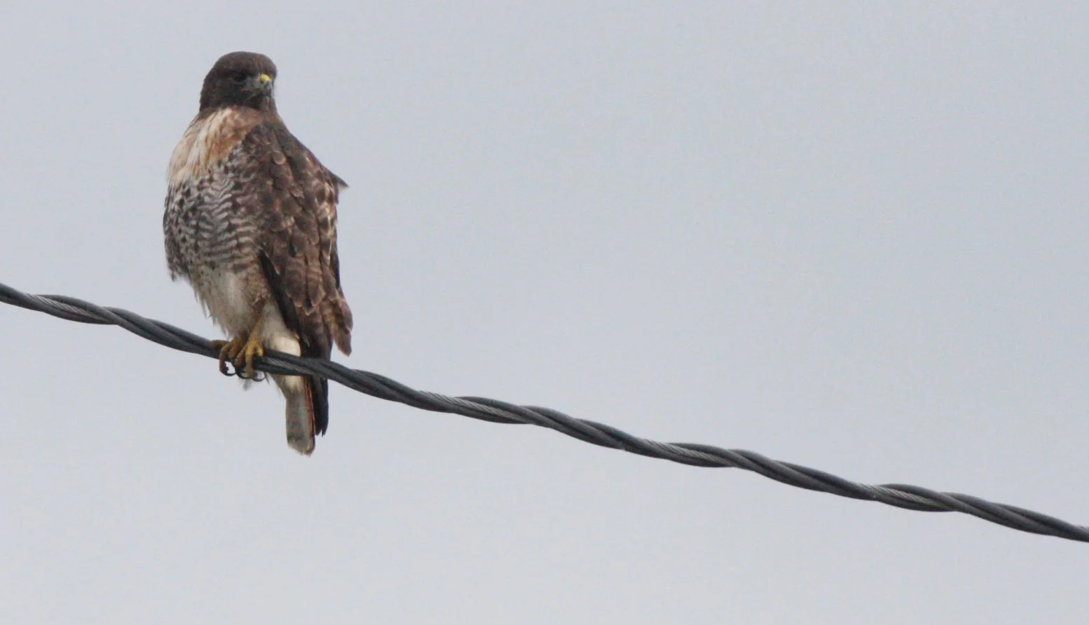 Buteo jamaicensis - RED-TAILED HAWK - JAMESTOWN WA (40).JPG