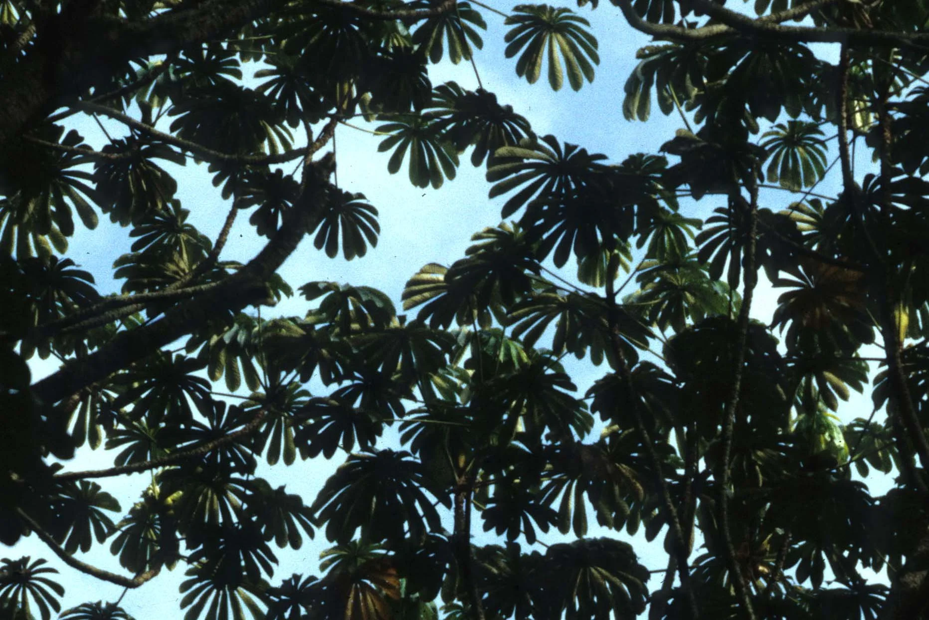 UGANDA - RAINFOREST CANOPY A.jpg