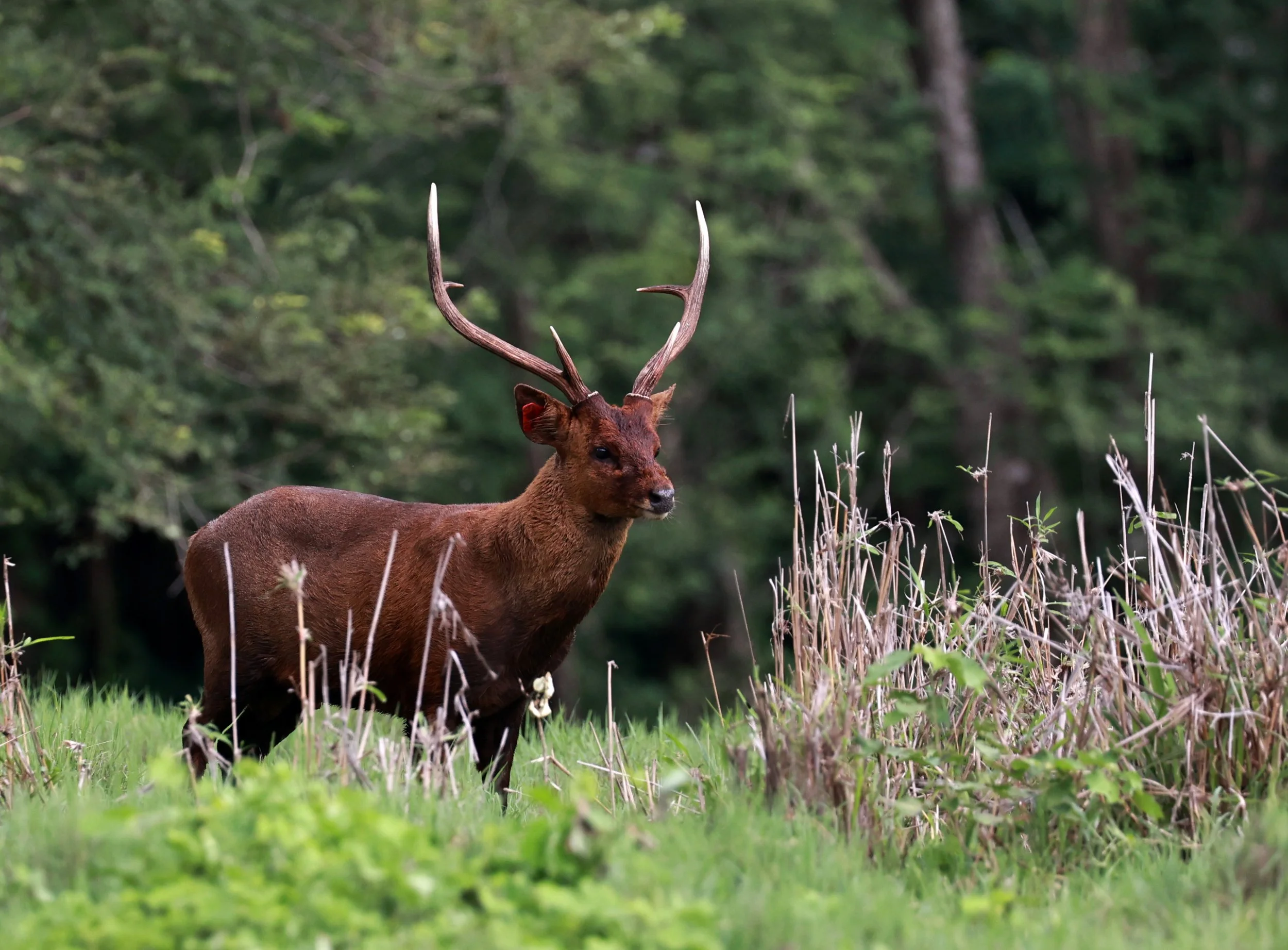 Axis annamiticus - Indochinese Hog Deer - Huai Kha Khaeng Wildlife Sanctuary June 2024 (26).jpg