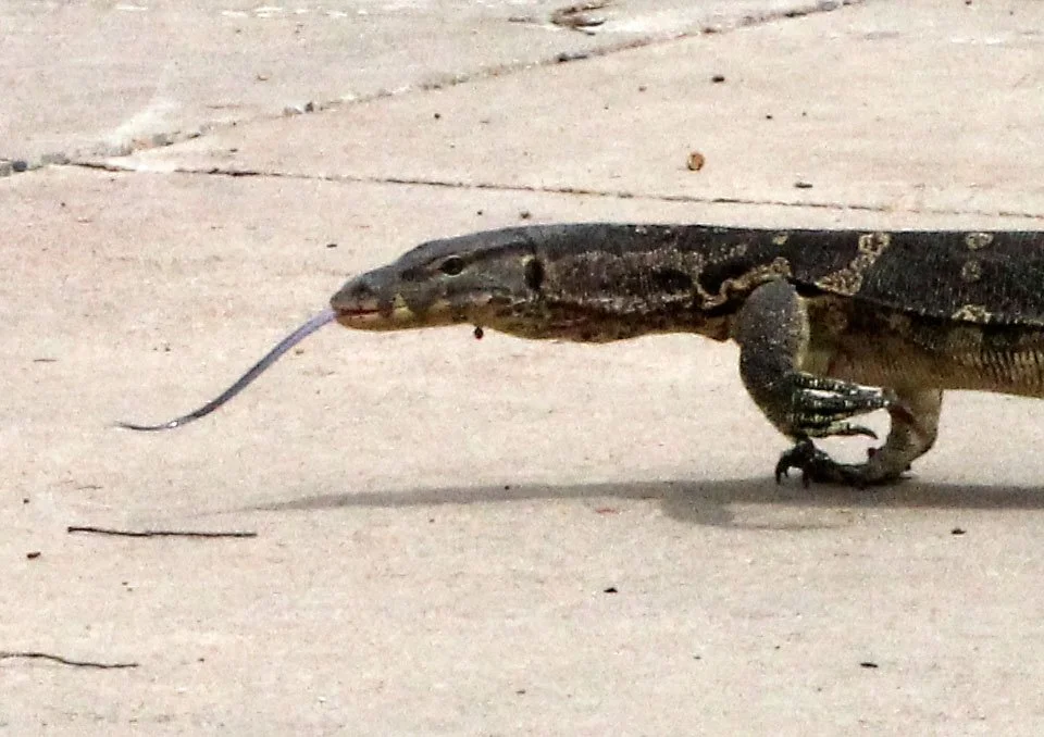 Varanus salvator macromaculatus - SOUTHEAST ASIAN WATER MONITOR LIZARD - BANGKOK PATANA CAMPUS THAILAND (4).JPG