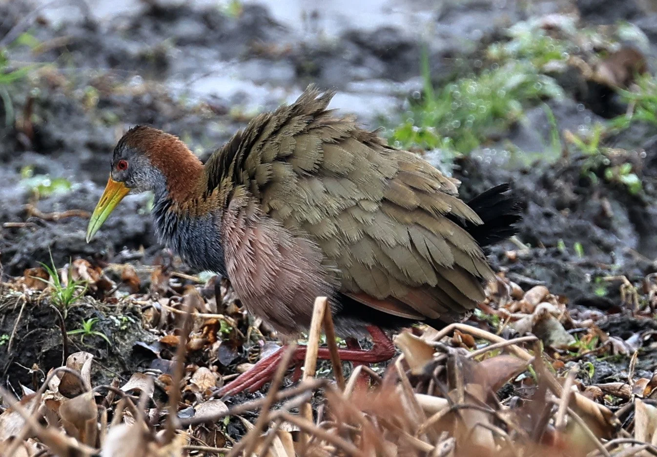 Grey-cowled Wood Rail (Aramides cajaneus) Reserva Natural Ceibas, Entre Rios, Argentina (12).jpg