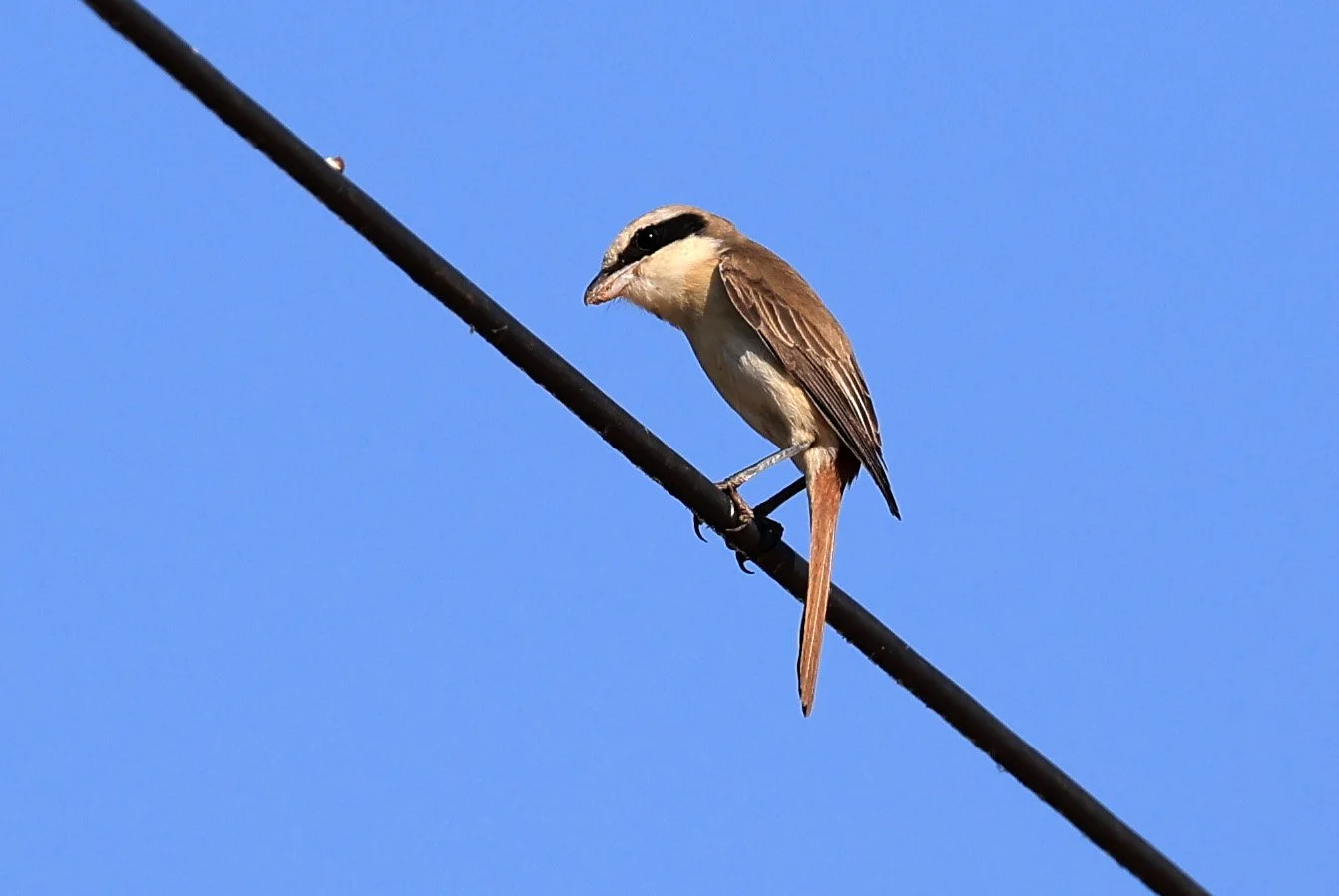 Brown Shrike (Lanius cristatus) Phu Wiang Dinosaur Museum Khon Kaen Province (8).jpg