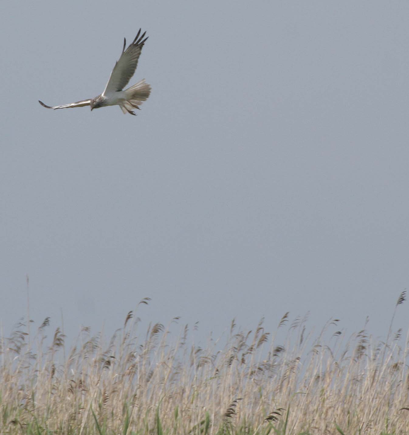 Circus spilonotus - EASTERN MARSH HARRIER - SELENGA DELTA LAKE BAIKAL RUSSIA (27).jpg