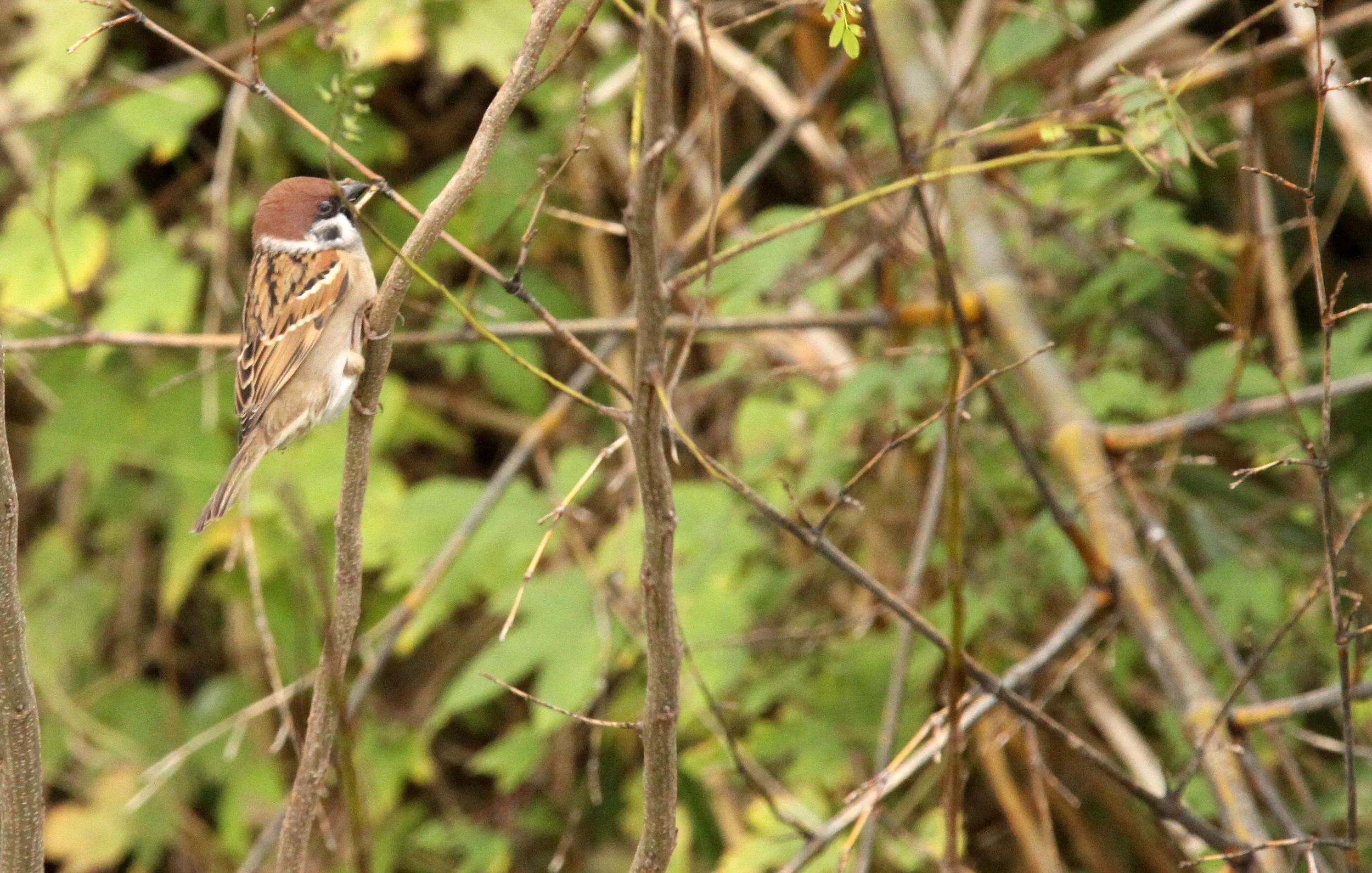 CHONGMING ISLAND DONGTAN WETLANDS RESERVE FIELD TRIP 2011 (37).JPG