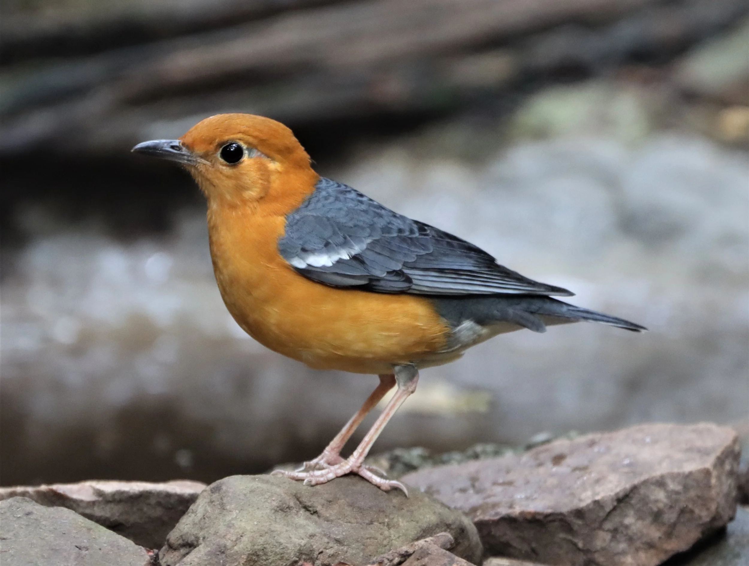 Orange-headed Thrush (Zoothera citrina) Neung Hide Kaeng Krachan NP (16).jpg