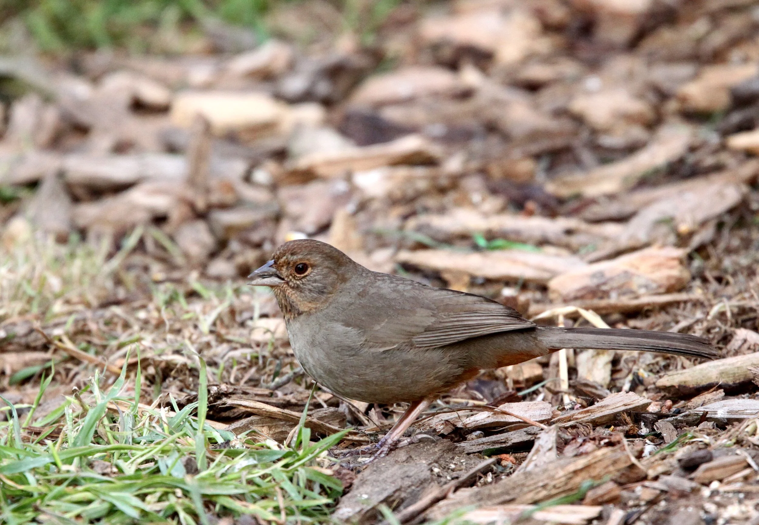 BIRD - TOWHEE - CALIFORNIA TOWHEE - SUNSET BEACH STATE PARK CALIFORNIA (3).JPG