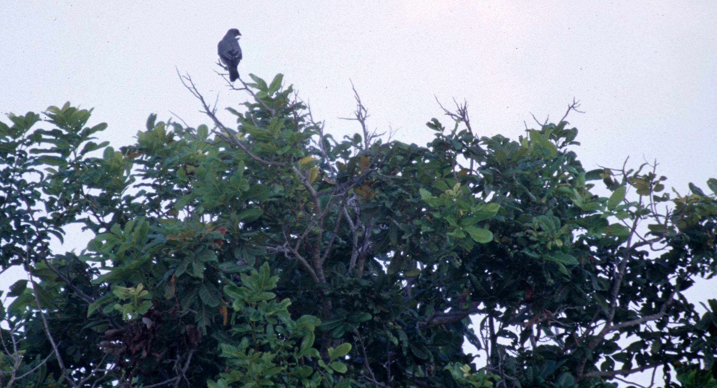 BIRD - DOVE SPECIES A - KOMODO ISLAND INDONESIA.jpg
